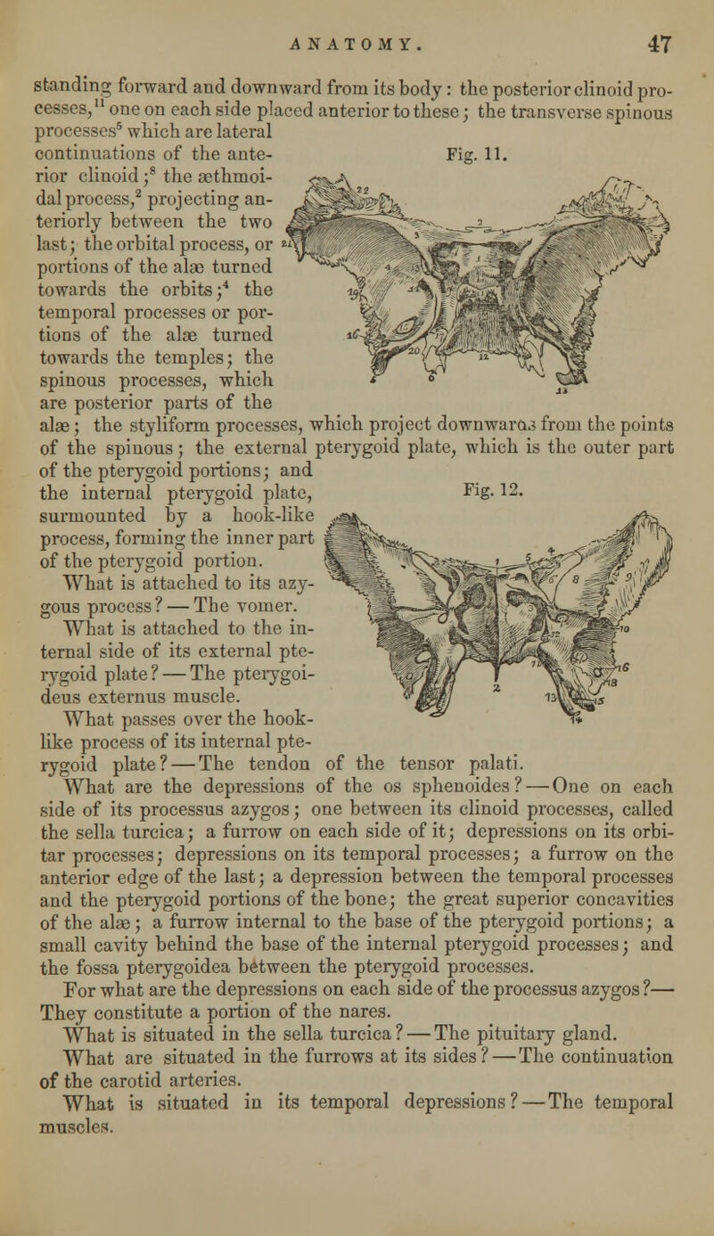 standing forward and downward from its body: the posterior clinoid pro- cesses,11 one on each side placed anterior to these; the transverse spinous processes5 which are lateral continuations of the ante- Fig. 11. rior clinoid ;8 the aethmoi- dalprocess,2 projecting an- teriorly between the two last; the orbital process, or *? portions of the alae turned towards the orbits;4 the temporal processes or por- tions of the alae turned towards the temples; the spinous processes, which are posterior parts of the alae; the styliform processes, which project downward^ from the points of the spinous; the external pterygoid plate, which is the outer part of the pterygoid portions; and the internal pterygoid plate, Fig. 12. surmounted by a hook-like process, forming the inner part of the pterygoid portion. What is attached to its azy- gous process? — The vomer. What is attached to the in- ternal side of its external pte- rygoid plate? — The pterygoi- deus externus muscle. What passes over the hook- like process of its internal pte- rygoid plate? — The tendon of the tensor palati. What are the depressions of the os sphenoides ? — One on each side of its processus azygos; one between its clinoid processes, called the sella turcica; a furrow on each side of it; depressions on its orbi- tar processes; depressions on its temporal processes; a furrow on the anterior edge of the last; a depression between the temporal processes and the pterygoid portions of the bone; the great superior concavities of the alas; a furrow internal to the base of the pterygoid portions; a small cavity behind the base of the internal pterygoid processes; and the fossa pterygoidea between the pterygoid processes. For what are the depressions on each side of the processus azygos ?— They constitute a portion of the nares. What is situated in the sella turcica? — The pituitary gland. What are situated in the furrows at its sides? — The continuation of the carotid arteries. What is situated in its temporal depressions? — The temporal muscles.