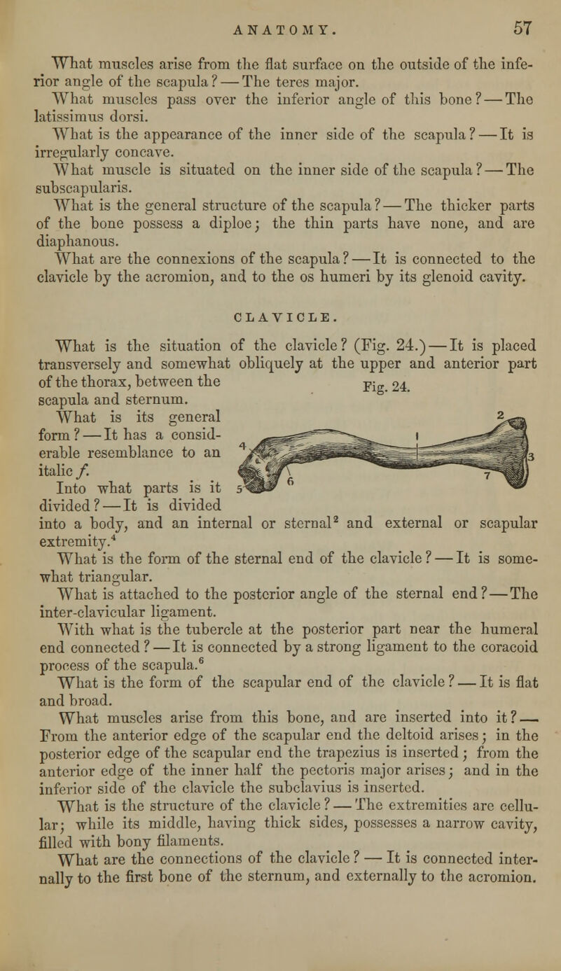 What muscles arise from the flat surface on the outside of the infe- rior angle of the scapula? — The teres major. What muscles pass over the inferior angle of this bone? — Tho latissimus dorsi. What is the appearance of the inner side of the scapula? — It is irregularly concave. What muscle is situated on the inner side of the scapula ? — The subscapularis. What is the general structure of the scapula? — The thicker parts of the bone possess a diploe; the thin parts have none, and are diaphanous. What are the connexions of the scapula? — It is connected to the clavicle by the acromion, and to the os humeri by its glenoid cavity. CLAVICLE. What is the situation of the clavicle? (Fig. 24.) — It is placed transversely and somewhat obliquely at the upper and anterior part of the thorax, between the pj_ 24 scapula and sternum. What is its general 2^ form? — It has a consid- erable resemblance to an italic /. Into what parts is it divided?—It is divided into a body, and an internal or sternal2 and external or scapular extremity.4 What is the form of the sternal end of the clavicle ? — It is some- what triangular. What is attached to the posterior angle of the sternal end?—The inter-clavicular ligament. With what is the tubercle at the posterior part near the humeral end connected ? — It is connected by a strong ligament to the coracoid process of the scapula.6 What is the form of the scapular end of the clavicle ? — It is flat and broad. What muscles arise from this bone, and are inserted into it? — From the anterior edge of the scapular end the deltoid arises; in the posterior edge of the scapular end the trapezius is inserted; from the anterior edge of the inner half the pectoris major arises; and in the inferior side of the clavicle the subclavius is inserted. What is the structure of the clavicle ? — The extremities are cellu- lar; while its middle, having thick sides, possesses a narrow cavity, filled with bony filaments. What are the connections of the clavicle ? — It is connected inter- nally to the first bone of the sternum, and externally to the acromion.