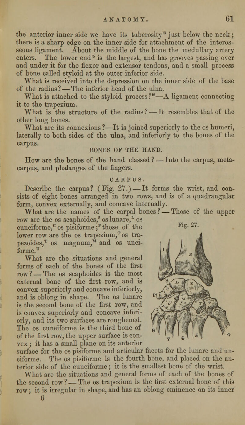 the anterior inner side we have its tuberosity'3 just below the neck ; there is a sharp edge on the inner side for attachment of the interos- seous ligament. About the middle of the bone the medullary artery enters. The lower end'5 is the largest, and has grooves passing over and under it for the flexor and extensor tendons, and a small process of bone called styloid at the outer inferior side. What is received into the depression on the inner side of the base of the radius? — The inferior head of the ulna. What is attached to the styloid process?16—A ligament connecting- it to the trapezium. What is the structure of the radius ? — It resembles that of the other long bones. What are its connexions ?—It is joined superiorly to the os humeri, laterally to both sides of the ulna, and inferiorly to the bones of the carpus. BONES OF THE HAND. How are the bones of the hand classed ? — Into the carpus, meta- carpus, and phalanges of the fingers. CARPUS. Describe the carpus? (Fig. 27.) — It forms the wrist, and con- sists of eight bones arranged in two rows, and is of a quadrangular form, convex externally, and concave internally. What are the names of the carpal bones ? — Those of the upper row are the os scaphoides,s os lunare,L os cuneiforme,c os pisiforme ;p those of the lower row are the os trapezium,T os tra- pezoides,T os magnum,M and os unci- forme.u What are the situations and general forms of each of the bones of the first row? — The os scaphoides is the most external bone of the first row, and is convex superiorly and concave inferiorly, and is oblong in shape. The os lunare is the second bone of the first row, and is convex superiorly and concave inferi- orly, and its two surfaces are roughened. The os cuneiforme is the third bone of of the first row, the upper surface is con- vex ; it has a small plane on its anterior surface for the os pisiforme and articular facets for the lunare and un- ciforme. The os pisiforme is the fourth bone, and placed on the an- terior side of the cuneiforme; it is the smallest bone of the wrist. What are the situations and general forms of each of the bones of the second row ? — The os trapezium is the first external bone of this row; it is irregular in shape, and has an oblong eminence on its inner G Pie. 27.