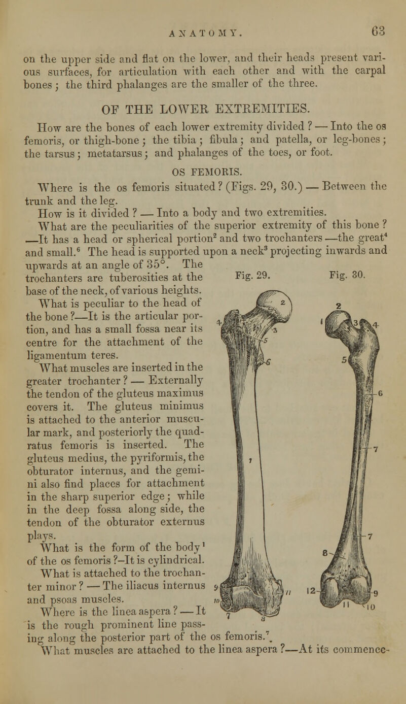 on the upper side and flat on the lower, and their heads present vari- ous surfaces, for articulation with each other and with the carpal bones; the third phalanges are the smaller of the three. OF THE LOWER EXTREMITIES. How are the bones of each lower extremity divided ? — Into the 03 femoris, or thigh-bone ; the tibia ; fibula; and patella, or leg-bones; the tarsus; metatarsus; and phalanges of the toes, or foot. OS FEMORIS. Where is the os femoris situated ? (Figs. 29, 30.) — Between the trunk and the leg. How is it divided ? — Into a body and two extremities. What are the peculiarities of the superior extremity of this bone ? It has a head or spherical portion2 and two trochanters —the great4 and small.6 The head is supported upon a neck3 projecting inwards and upwards at an angle of 35°. The trochanters are tuberosities at the Fig. 29. Fig. 30. base of the neck, of various heights. What is peculiar to the head of the bone ?—It is the articular por- tion, and has a small fossa near its centre for the attachment of the ligamentum teres. What muscles are inserted in the greater trochanter ? — Externally the tendon of the gluteus maximus covers it. The gluteus minimus is attached to the anterior muscu- lar mark, and posteriorly the quad- ratus femoris is inserted. The gluteus medius, the pyriformis, the obturator internus, and the gemi- ni also find places for attachment in the sharp superior edge; while in the deep fossa along side, the tendon of the obturator externus plays. What is the form of the body' of the os femoris ?—It is cylindrical. What is attached to the trochan- ter minor ? —The iliacus internus and psoas muscles. Where is the lineaaspera? — It is the rough prominent line pass- ing along the posterior part of the os femoris.7. What muscles are attached to the linea aspera ?—At its commence-