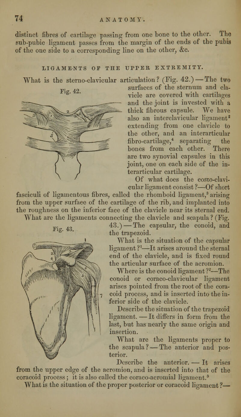 distinct fibres of cartilage passing from one bone to the other. The sub-pubic ligament passes from the margin of the ends of the pubis of the one side to a corresponding line on the other, &c. LIGAMENTS OF THE UPPER EXTREMITY. What is the sterno-clavicular articulation? (Fig. 42.)— The two . 42 surfaces of the sternum and cla- vicle are covered with cartilages and the joint is invested with a thick fibrous capsule. We have also an interclavicular ligament2 extending from one clavicle to the other, and an interarticular fibro-cartilage,4 separating the bones from each other. There are two synovial capsules in this joint, one on each side of the in- terarticular cartilage. Of what does the costo-clavi- cular ligament consist ?—Of short fasciculi of ligamentous fibres, called the rhomboid ligament,3 arising from the upper surfaee of the cartilage of the rib, and implanted into the roughness on the inferior face of the clavicle near its sternal end. What are the ligaments connecting the clavicle and scapula ? (Fig. 43.) — The capsular, the conoid, and the trapezoid. What is the situation of the capsular ligament V—It arises around the sternal end of the clavicle, and is fixed round the articular surface of the acromion. Where is the conoid ligament ?2—The conoid or coraco-clavicular ligament arises pointed from the root of the cora- coid process, and is inserted into the in- ferior side of the clavicle. Describe the situation of the trapezoid ligament. — It differs in form from the last, but has nearly the same origin and insertion. What are the ligaments proper to the scapula? — The anterior and pos- terior. Describe the anterior. — It arises from the upper edge of the acromion, and is inserted into that of the coracoid process; it is also called the coraco-acromial ligament.3 What is the situation of the proper posterior or coracoid ligament ?— Fig. 43.