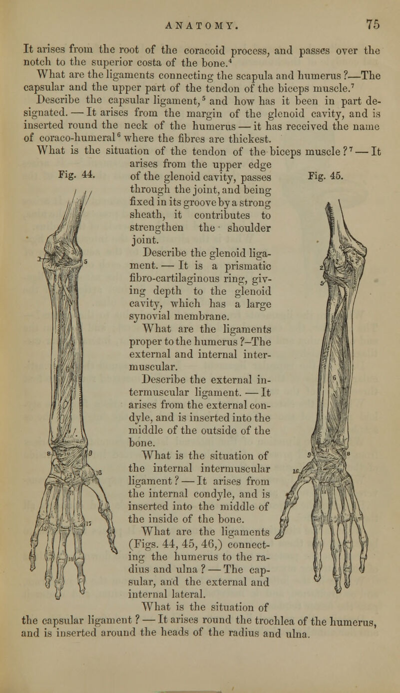 Fig. 44. Fig. 45. It arises from the root of the coracoid process, and passes over the notch to the superior costa of the hone.4 What are the ligaments connecting the scapula and humerus ?—The capsular and the upper part of the tendon of the biceps muscle.7 Describe the capsular ligament,5 and how has it been in part de- signated. — It arises from the margin of the glenoid cavity, and is inserted round the neck of the humerus — it has received the name of coraco-humeral6 where the fibres are thickest. What is the situation of the tendon of the biceps muscle?7 — It arises from the upper edge of the glenoid cavity, passes through the joint, and being fixed in its groove by a strong sheath, it contributes to strengthen the ■ shoulder joint. Describe the glenoid liga- ment. — It is a prismatic fibro-cartilaginous ring, giv- ing depth to the glenoid cavity, which has a large synovial membrane. What are the ligaments proper to the humerus ?-The external and internal inter- muscular. Describe the external in- termuscular ligament. — It arises from the external con- dyle, and is inserted into the middle of the outside of the bone. What is the situation of the internal intermuscular ligament ? — It arises from the internal condyle, and is inserted into the middle of the inside of the bone. (Figs. 44, 45, 46,) connect- ing the humerus to the ra- dius and ulna ? — The cap- sular, and the external and internal lateral. What is the situation of the capsular ligament ? — It arises round the trochlea of the humerus, and is inserted around the heads of the radius and ulna. M