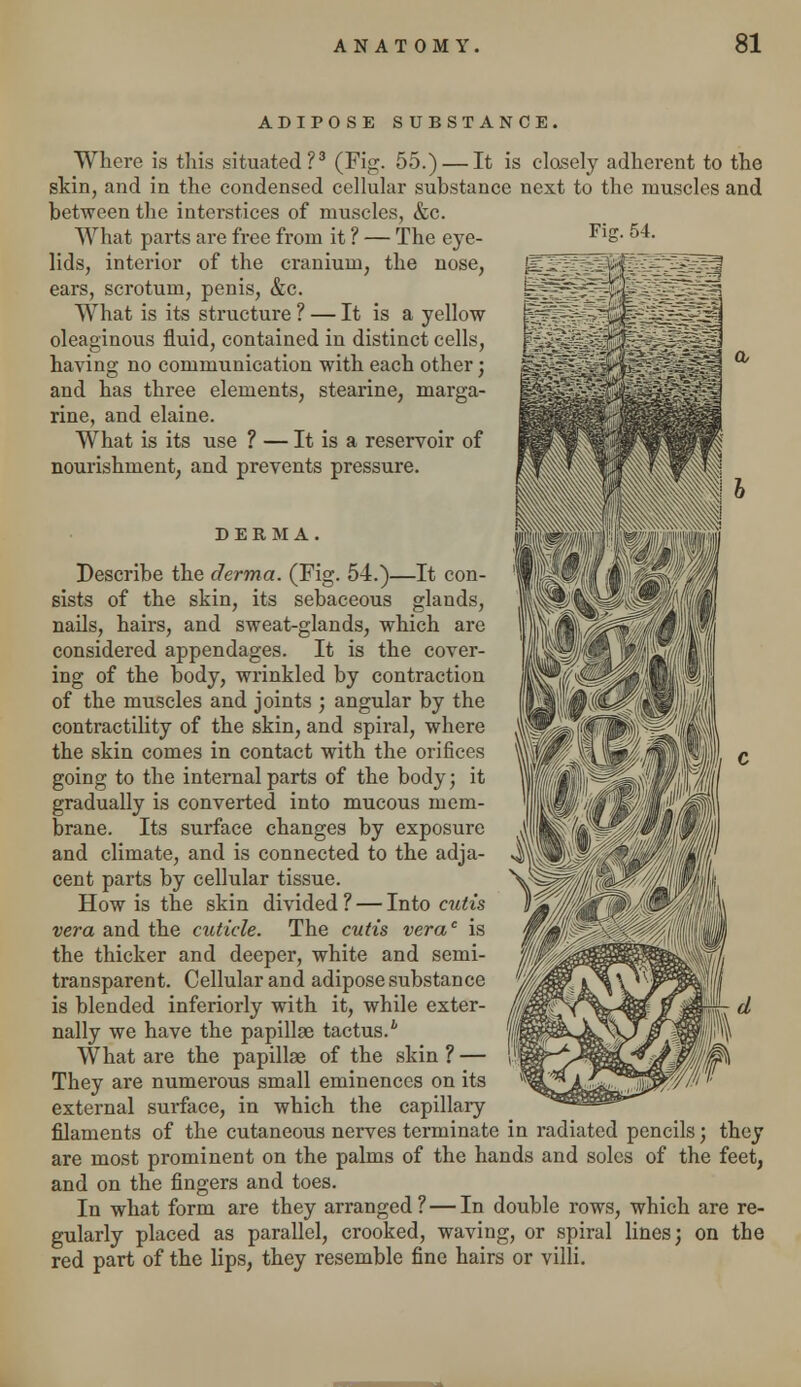 ADIPOSE SUBSTANCE. Where is this situated?3 (Fig. 55.) — It is closely adherent to the skin, and in the condensed cellular substance next to the muscles and between the interstices of muscles, &c. What parts are free from it ? — The eye- lids, interior of the cranium, the nose, ears, scrotum, penis, &c. What is its structure ? — It is a yellow oleaginous fluid, contained in distinct cells, having no communication with each other; and has three elements, stearine, marga- rine, and elaine. What is its use ? — It is a reservoir of nourishment, and prevents pressure. DERMA. Describe the derma. (Fig. 54.)—It con- sists of the skin, its sebaceous glands, nails, hairs, and sweat-glands, which are considered appendages. It is the cover- ing of the body, wrinkled by contraction of the muscles and joints ; angular by the contractility of the skin, and spiral, where the skin comes in contact with the orifices going to the internal parts of the body; it gradually is converted into mucous mem- brane. Its surface changes by exposure and climate, and is connected to the adja- cent parts by cellular tissue. How is the skin divided ? — Into cutis vera and the cuticle. The cutis verac is the thicker and deeper, white and semi- transparent. Cellular and adipose substance is blended inferiorly with it, while exter- nally we have the papillae tactus.i What are the papillae of the skin? — They are numerous small eminences on its external surface, in which the capillary filaments of the cutaneous nerves terminate in radiated pencils; they are most prominent on the palms of the hands and soles of the feet, and on the fingers and toes. In what form are they arranged? — In double rows, which are re- gularly placed as parallel, crooked, waving, or spiral lines; on the red part of the lips, they resemble fine hairs or villi.