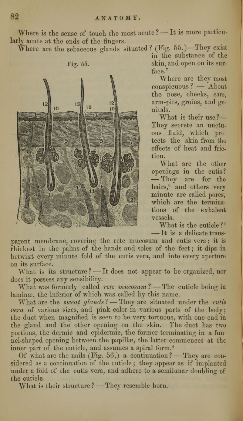 Where is the sense of touch the most acute ? — It is more particu- larly acute at the ends of the fingers. Where are the sebaceous glands situated? (Fig. 55.)—They exist in the substance of the Fig. 55. skin, and open on its sur- face.7 Where arc they most conspicuous ? — About the nose, cheeks, cars, arm-pits, groins, and ge- nitals. What is their use ?— They secrete an unctu- ous fluid, which pro tects the skin from the effects of heat and fric- tion. What are the other openings in the cutis? — They are for the hairs,6 and others very minute are called pores, which are the termina- tions of the exhalent vessels. What is the cuticle ?' — It is a delicate trans- parent membrane, covering the rete mucosum and cutis vera; it is thickest in the palms of the hands and soles of the feet; it dips in betwixt every minute fold of the cutis vera, and into every aperture on its surface. What is its structure? — It does not appear to be organized, nor docs it possess any sensibility. What was formerly called rete mucosum ? — The cuticle being in laminas, the inferior of which was called by this name. What are the sweat glands ? — They are situated under the cutis vera of various sizes, and pink color in various parts of the body; the duct when magnified is seen to be very tortuous, with one end in the gland and the other opening on the skin. The duct has two portions, the dermic and epidermic, the former terminating in a fun nel-shaped opening between the papillae, the latter commences at the inner part of the cuticle, and assumes a spiral form.4 Of what are the nails (Fig. 56,) a continuation? — They are con- sidered as a continuation of the cuticle; they appear as if implanted under a fold of the cutis vera, and adhere to a semilunar doubling of the cuticle. What is their structure? — They resemble horn. ^f^liplE