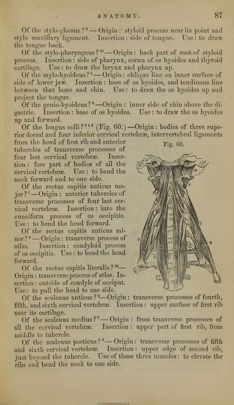 Of tlie stylo-glosstis ?9 — Origin : styloid process near its poiut and stylo maxillary ligament. Insertion : side of tongue. Use: to draw the tongue back. Of the stjdo-pharyngeus ?,0—Origin: back part of root of styloid process. Insertion: side of pharynx, cornu of os hyoides and thyroid cartilage. Use: to draw the larynx and pharynx up. Of the mylo-hyoideus ?5— Origin: oblique line on inner surface of side of lower jaw. Insertion : base of os hyoides, and tendinous line between that bone and chin. Use: to draw the os hyoides up and project the tongue. Of the genio-hyoideus ?6—Origin : inner side of chin above the di- gastric. Insertion : base of os hyoides. Use : to draw the os hyoides up and forward. Of the longus colli?56 (Fig. 60.)—Origin : bodies of three supe- rior dorsal and four inferior cervical vertebrae, intervertebral ligaments Fig. 60. from the head of first rib and anterior tubercles of transverse processes of four last cervical vertebrae. Inser- tion : fore part of bodies of all the cervical vertebras. Use : to bend the neck forward and to one side. Of the rectus capitis anticus ma- jor ?' —Origin : anterior tubercles of transverse processes of four last cer- vical vertebrae. Insertion : into the cuneiform process of os occipitis. Use: to bend the head forward. Of the rectus capitis anticus mi- nor ?4 — Origin : transverse process of atlas. Insertion : condyloid process of os occipitis. Use: to bend the head forward. Of the rectus capitis literalis ? I0— Origin: transverse process of atlas. In- sertion : outside of condyle of occiput. Use: to pull the head to one side. Of the scalenus anticus?2—Origin: transverse processes of fourth, fifth, and sixth cervical vertebrae. Insertion : upper surface of first rib near its cartilage. Of the scalenus medius?7 — Origin all the cervical vertebrae. Insertion middle to tubercle. Of the scalenus posticus?8—Origin: and sixth cervical vertebrae. Insertion just beyond the tubercle. Use of these three muscles: to elevate the ribs and bend the neck to one side. from transverse processes of upper part of first rib, from transverse processes of fifth upper edge of second rib,