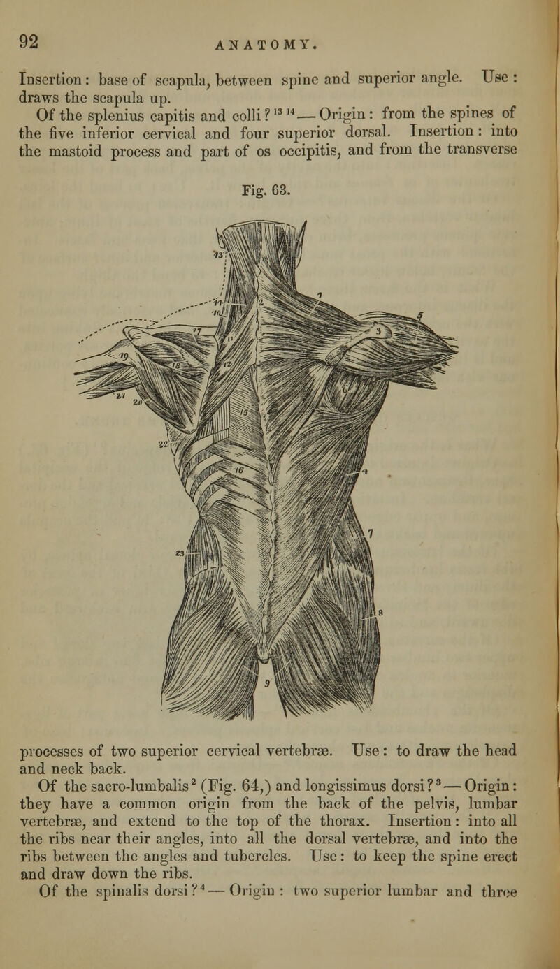 Insertion : base of scapula, between spine and superior angle. Use : draws the scapula up. Of the splenius capitis and colli?1314 — Origin: from the spines of the five inferior cervical and four superior dorsal. Insertion: into the mastoid process and part of os occipitis, and from the transverse Fig. 63. processes of two superior cervical vertebrae. Use: to draw the head and neck back. Of the sacro-lumbalis2 (Fig. 64,) and longissimus dorsi?3— Origin: they have a common oi'igin from the back of the pelvis, lumbar vertebras, and extend to the top of the thorax. Insertion: into all the ribs near their angles, into all the dorsal vertebrae, and into the ribs between the angles and tubercles. Use: to keep the spine erect and draw down the ribs. Of the spinalis dorsi?4—Origin : two superior lumbar and throe