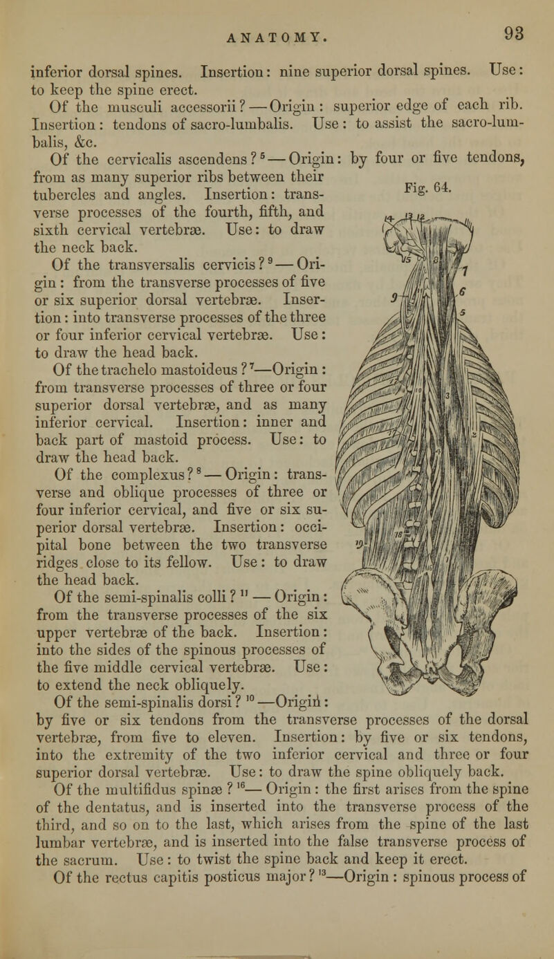 by four or five tendons, Fig. 64. inferior dorsal spines. Insertion: nine superior dorsal spines. Use: to keep the spine erect. Of the musculi accessorii?—Origin: superior edge of each rib. Insertion : tendons of sacro-lumbalis. Use : to assist the sacro-lum- balis, &c. Of the cervicalis ascendens?5 — Origin; from as many superior ribs between their tubercles and angles. Insertion: trans- verse processes of the fourth, fifth, and sixth cervical vertebrae. Use: to draw the neck back. Of the transversalis cervicis?9 — Ori- gin : from the transverse processes of five or six superior dorsal vertebrae. Inser- tion : into transverse processes of the three or four inferior cervical vertebrae. Use : to draw the head back. Of the trachelo mastoideus ?7—Origin : from transverse processes of three or four superior dorsal vertebrae, and as many inferior cervical. Insertion: inner and back part of mastoid process. Use: to draw the head back. Of the complexus?8 — Origin: trans- verse and oblique processes of three or four inferior cervical, and five or six su- perior dorsal vertebrae. Insertion: occi- pital bone between the two transverse ridges close to its fellow. Use : to draw the head back. Of the semi-spinalis colli ?  — Origin : from the transverse processes of the six upper vertebrae of the back. Insertion : into the sides of the spinous processes of the five middle cervical vertebrae. Use : to extend the neck obliquely. Of the semi-spinalis dorsi ? I0 —Origin: by five or six tendons from the transverse processes of the dorsal vertebrae, from five to eleven. Insertion: by five or six tendons, into the extremity of the two inferior cervical and three or four superior dorsal vertebrae. Use: to draw the spine obliquely back. Of the multifidus spinae ? I6— Origin: the first arises from the spine of the dentatus, and is inserted into the transverse process of the third, and so on to the last, which arises from the spine of the last lumbar vertebrae, and is inserted into the false transverse process of the sacrum. Use: to twist the spine back and keep it erect. Of the rectus capitis posticus major? ,3—Origin : spinous process of