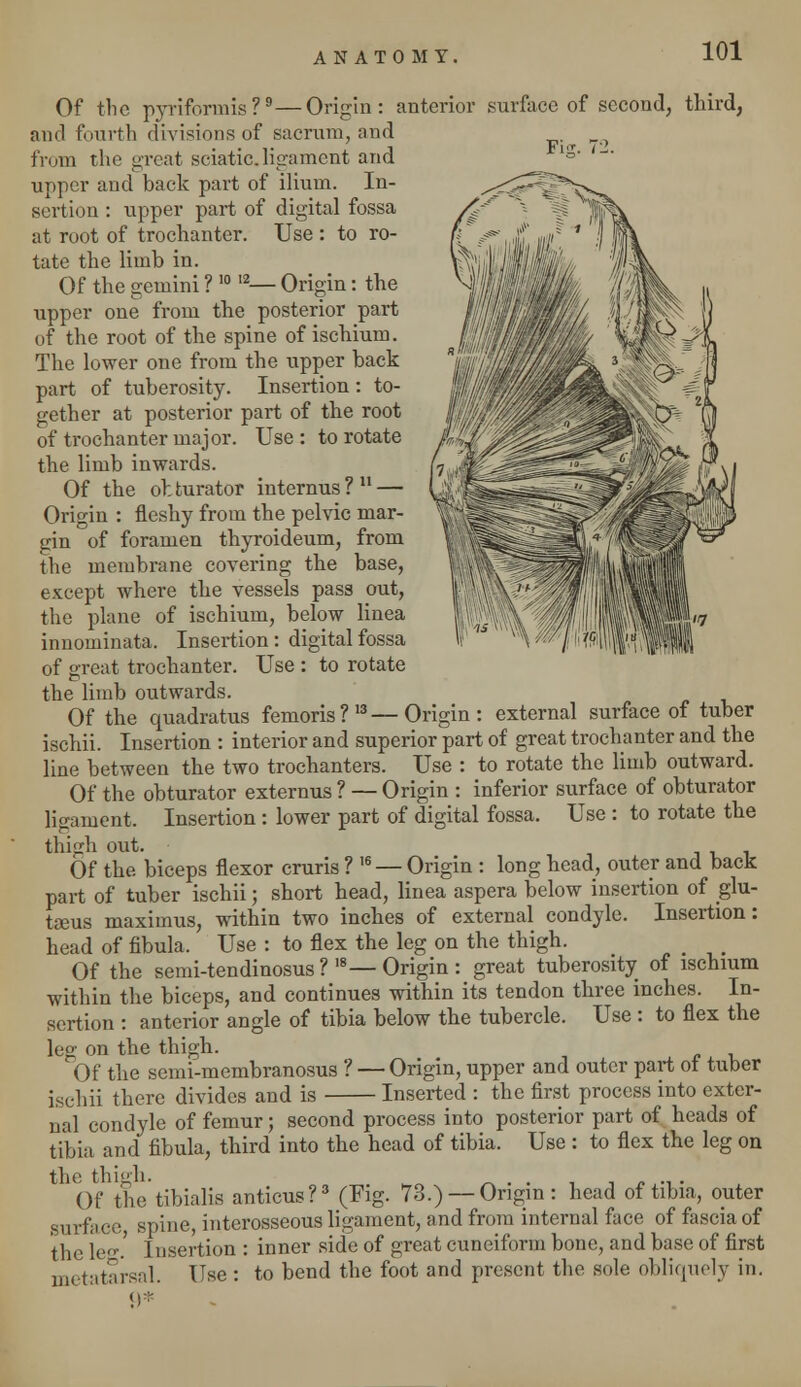 Fi2. Of the pyriformis?9—Origin: anterior surface of second, third, and fourth divisions of sacrum, and from the great sciatic, ligament and upper and back part of ilium. In- sertion : upper part of digital fossa at root of trochanter. Use : to ro- tate the limb in. Of the gemini ? 1012— Origin: the upper one from the posterior part of the root of the spine of ischium. The lower one from the upper back part of tuberosity. Insertion: to- gether at posterior part of the root of trochanter major. Use : to rotate the limb inwards. Of the obturator internus?11 — Origin : fleshy from the pelvic mar- gin of foramen thyroideum, from the membrane covering the base, except where the vessels pass out, the plane of ischium, below linea innominata. Insertion: digital fossa of great trochanter. Use : to rotate the limb outwards. Of the quadratus femoris?13—Origin: external surface of tuber ischii. Insertion : interior and superior part of great trochanter and the line between the two trochanters. Use : to rotate the limb outward. Of the obturator externus ? — Origin : inferior surface of obturator ligament. Insertion : lower part of digital fossa. Use : to rotate the thigh out. Of the biceps flexor cruris ? ,6 — Origin : long head, outer and back part of tuber ischii; short head, linea aspera below insertion of glu- teus maximus, within two inches of external condyle. Insertion: head of fibula, Use : to flex the leg on the thigh. Of the semi-tendinosus ? 18— Origin : great tuberosity of ischium within the biceps, and continues within its tendon three inches. In- sertion : anterior angle of tibia below the tubercle. Use : to flex the leg on the thigh. Of the semi-membranosus ? — Origin, upper and outer part ot tuber ischii there divides and is Inserted : the first process into exter- nal condyle of femur; second process into posterior part of heads of tibia and fibula, third into the head of tibia. Use : to flex the leg on the thigh. _ . . , n . .. . Of the tibialis anticus?3 (Fig. 73.) —Origin: head of tibia, outer surface, spine, interosseous ligament, and from internal face of fascia of the leg.' Insertion : inner side of great cuneiform bone, and base of first metatarsal. Use : to bend the foot and present the sole obliquely in. 9*