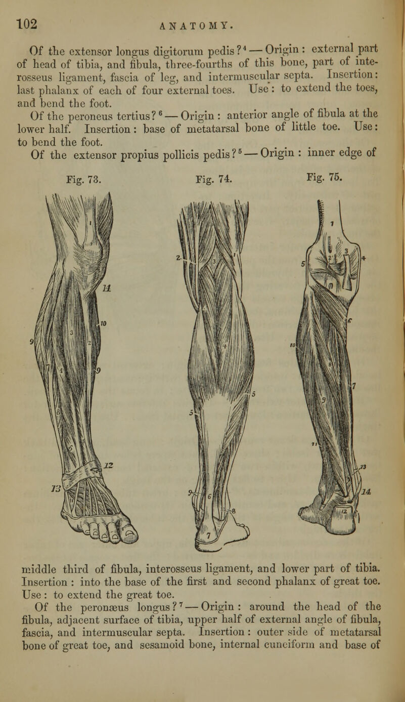 Of the extensor longus digitorum pedis?4 — Origin : external part of head of tibia, and fibula, three-fourths of this bone, part of inte- rosseus ligament, fascia of leg, and intermuscular septa. Insertion: last phalanx of each of four external toes. Use: to extend the toes, and bend the foot. Of the peroneus tertius? 6 — Origin : anterior angle of fibula at the lower half. Insertion: base of metatarsal bone of little toe. Use: to bend the foot. Of the extensor propius pollicis pedis ?5 — Origin : inner edge of Fig. 73. Fig. 74. Fig. 75. middle third of fibula, interosseus ligament, and lower part of tibia. Insertion : into the base of the first and second phalanx of great toe. Use : to extend the great toe. Of the peronaeus longus ?7 — Origin : around the head of the fibula, adjacent surface of tibia, upper half of external angle of fibula, fascia, and intermuscular septa. Insertion : outer side of metatarsal bone of great toe, and sesamoid bone, internal cuneiform and base of