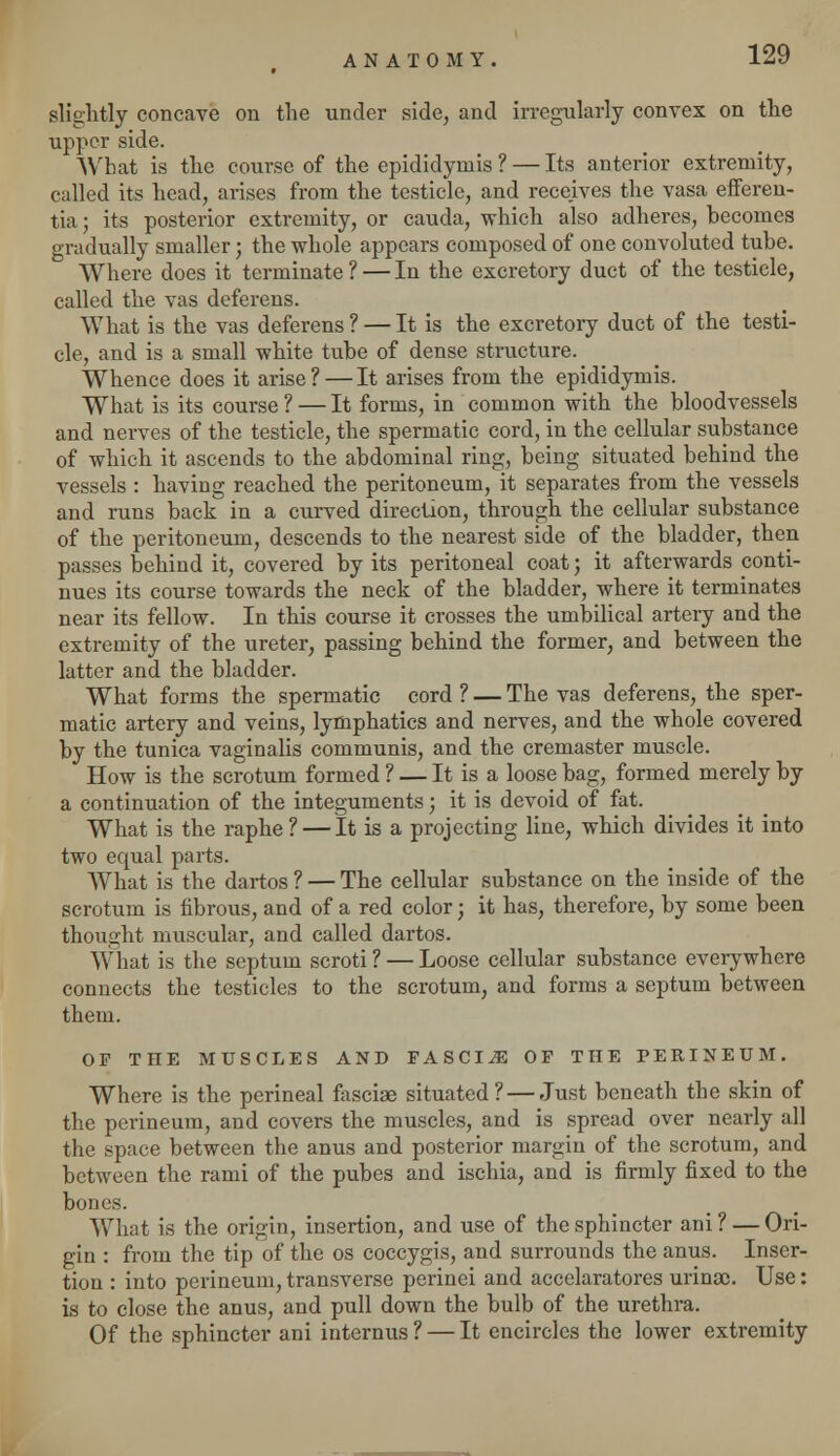 slightly concave on the under side, and irregularly convex on the upper side. What is the course of the epididymis ? — Its anterior extremity, called its head, arises from the testicle, and receives the vasa efferen- tia; its posterior extremity, or cauda, which also adheres, becomes gradually smaller; the whole appears composed of one convoluted tube. Where does it terminate ? — In the excretory duct of the testicle, called the vas deferens. What is the vas deferens ? — It is the excretory duct of the testi- cle, and is a small white tube of dense structure. Whence does it arise ? — It arises from the epididymis. What is its course ? — It forms, in common with the bloodvessels and nerves of the testicle, the spermatic cord, in the cellular substance of which it ascends to the abdominal ring, being situated behind the vessels : having reached the peritoneum, it separates from the vessels and runs back in a curved direction, through the cellular substance of the peritoneum, descends to the nearest side of the bladder, then passes behind it, covered by its peritoneal coat; it afterwards conti- nues its course towards the neck of the bladder, where it terminates near its fellow. In this course it crosses the umbilical artery and the extremity of the ureter, passing behind the former, and between the latter and the bladder. What forms the spermatic cord ? — The vas deferens, the sper- matic artery and veins, lymphatics and nerves, and the whole covered by the tunica vaginalis communis, and the cremaster muscle. How is the scrotum formed ? — It is a loose bag, formed merely by a continuation of the integuments; it is devoid of fat. What is the raphe? — It is a projecting line, which divides it into two equal parts. AVhat is the dartos ? — The cellular substance on the inside of the scrotum is fibrous, and of a red color; it has, therefore, by some been thought muscular, and called dartos. What is the septum scroti ? — Loose cellular substance everywhere connects the testicles to the scrotum, and forms a septum between them. OF THE MUSCLES AND FASCIA OF THE PERINEUM. Where is the perineal fasciae situated? — Just beneath the skin of the perineum, and covers the muscles, and is spread over nearly all the space between the anus and posterior margin of the scrotum, and between the rami of the pubes and ischia, and is firmly fixed to the bones. What is the origin, insertion, and use of the sphincter ani ? — Ori- gin : from the tip of the os coccygis, and surrounds the anus. Inser- tion : into perineum, transverse perinei and accelaratores urinae. Use: is to close the anus, and pull down the bulb of the urethra. Of the sphincter ani internus? — It encircles the lower extremity