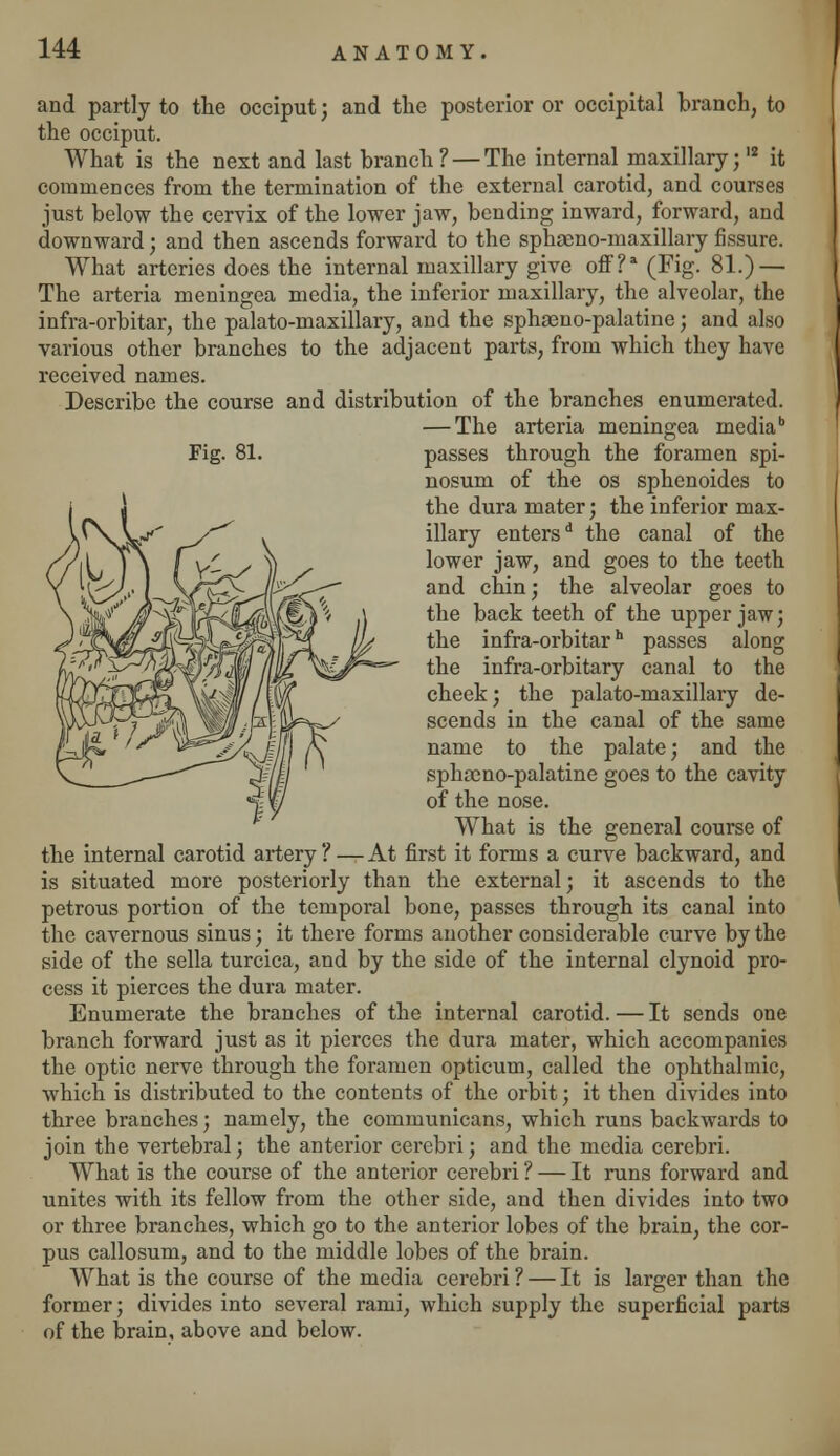 and partly to the occiput; and the posterior or occipital branch, to the occiput. What is the next and last branch ? — The internal maxillary;12 it commences from the termination of the external carotid, and courses just below the cervix of the lower jaw, bending inward, forward, and downward; and then ascends forward to the sphscno-maxillary fissure. What arteries does the internal maxillary give off'?a (Fig. 81.) — The arteria meningea media, the inferior maxillary, the alveolar, the infra-orbitar, the palato-maxillary, and the sphasno-palatine; and also various other branches to the adjacent parts, from which they have received names. Describe the course and distribution of the branches enumerated. — The arteria menino-ea mediab Fig. 81. meningea passes through the foramen spi- nosum of the os sphenoides to the dura mater; the inferior max- illary enters1 the canal of the lower jaw, and goes to the teeth and chin; the alveolar goes to the back teeth of the upper jaw; the infra-orbitarh passes along the infra-orbitary canal to the cheek; the palato-maxillary de- scends in the canal of the same name to the palate; and the sphseno-palatine goes to the cavity of the nose. What is the general course of the internal carotid artery ? — At first it forms a curve backward, and is situated more posteriorly than the external; it ascends to the petrous portion of the temporal bone, passes through its canal into the cavernous sinus; it there forms another considerable curve by the side of the sella turcica, and by the side of the internal clynoid pro- cess it pierces the dura mater. Enumerate the branches of the internal carotid. — It sends one branch forward just as it pierces the dura mater, which accompanies the optic nerve through the foramen opticum, called the ophthalmic, which is distributed to the contents of the orbit; it then divides into three branches; namely, the communicans, which runs backwards to join the vertebral; the anterior cerebri; and the media cerebri. What is the course of the anterior cerebri ? — It runs forward and unites with its fellow from the other side, and then divides into two or three branches, which go to the anterior lobes of the brain, the cor- pus callosum, and to the middle lobes of the brain. What is the course of the media cerebri ? — It is larger than the former; divides into several rami, which supply the superficial parts of the brain, above and below.