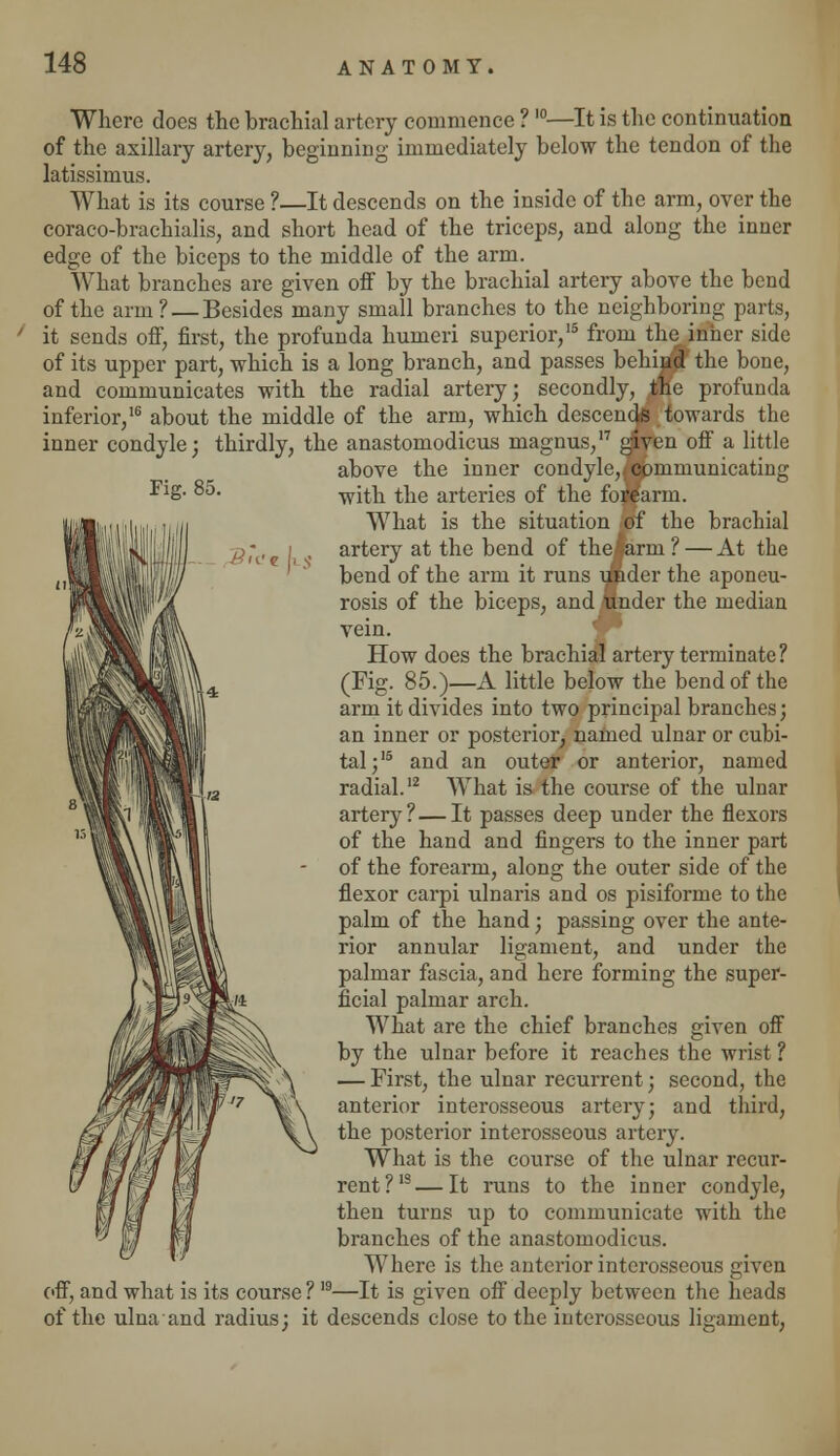 Tig. 85. Where does the brachial artery commence ? I0—It is the continuation of the axillary artery, beginning immediately below the tendon of the latissimus. What is its course ?—It descends on the inside of the arm, over the coraco-brachialis, and short head of the triceps, and along the inner edge of the biceps to the middle of the arm. What branches are given off by the brachial artery above the bend of the arm ?— Besides many small branches to the neighboring parts, it sends off, first, the profunda humeri superior,15 from the inner side of its upper part, which is a long branch, and passes behhar the bone, and communicates with the radial artery; secondly, ,tne profunda inferior,16 about the middle of the arm, which descend* towards the inner condyle; thirdly, the anastomodicus magnus,17 given off a little above the inner condyle,, communicating with the arteries of the forearm. What is the situation of the brachial artery at the bend of thelarm ? — At the bend of the arm it runs ufider the aponeu- rosis of the biceps, and under the median vein. How does the brachial artery terminate? (Fig. 85.)—A little below the bend of the arm it divides into two principal branches; an inner or posterior, named ulnar or cubi- tal;15 and an outer or anterior, named radial.12 What is the course of the ulnar artery? — It passes deep under the flexors of the hand and fingers to the inner part of the forearm, along the outer side of the flexor carpi ulnaris and os pisiforme to the palm of the hand; passing over the ante- rior annular ligament, and under the palmar fascia, and here forming the super- ficial palmar arch. What are the chief branches given off by the ulnar before it reaches the wrist ? — First, the ulnar recurrent; second, the anterior interosseous artery; and third, the posterior interosseous artery. What is the course of the ulnar recur- rent?13— It runs to the inner condyle, then turns up to communicate with the branches of the anastomodicus. Where is the anterior interosseous given off, and what is its course ? 19—It is given off deeply between the heads of the ulna and radius; it descends close to the interosseous ligament,