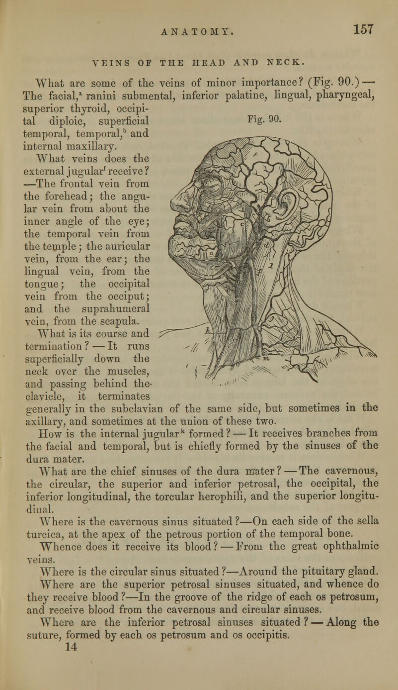 VEINS OF THE HEAD AND NECK. What are some of the veins of minor importance? (Fig. 90.) — The facial/ ranini submental, inferior palatine, lingual, pharyngeal, superior thyroid, occipi- tal diploic, superficial F'g- 90. temporal, temporal,b and internal maxillary. What veins does the external jugularf receive ? —The frontal vein from the forehead; the angu- lar vein from about the inner angle of the eye; the temporal vein from the temple; the auricular vein, from the ear; the lingual vein, from the tongue; the occipital vein from the occiput; and the suprahumeral vein, from the scapula. What is its course and termination ? — It runs superficially down the neck over the muscles, and passing behind the- clavicle, it terminates generally in the subclavian of the same side, but sometimes in the axillary, and sometimes at the union of these two. How is the internal jugular k formed ? — It receives branches from the facial and temporal, but is chiefly formed by the sinuses of the dura mater. What are the chief sinuses of the dura mater ? — The cavernous, the circular, the superior and inferior petrosal, the occipital, the inferior longitudinal, the torcular herophili, and the superior longitu- dinal. Where is the cavernous sinus situated ?—On each side of the sella turcica, at the apex of the petrous portion of the temporal bone. Whence does it receive its blood ? — From the great ophthalmic veins. Where is the circular sinus situated ?—Around the pituitary gland. Where are the superior petrosal sinuses situated, and whence do they receive blood ?—In the groove of the ridge of each os petrosum, and receive blood from the cavernous and circular sinuses. Where are the inferior petrosal sinuses situated ? — Along the suture, formed by each os petrosum and os occipitis. 14