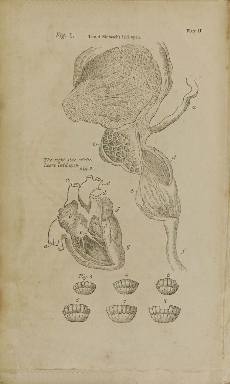 <§• *•• The 4 Stomachs laid open. Tht riglit side oft/ie, heart laid, opcrv _,