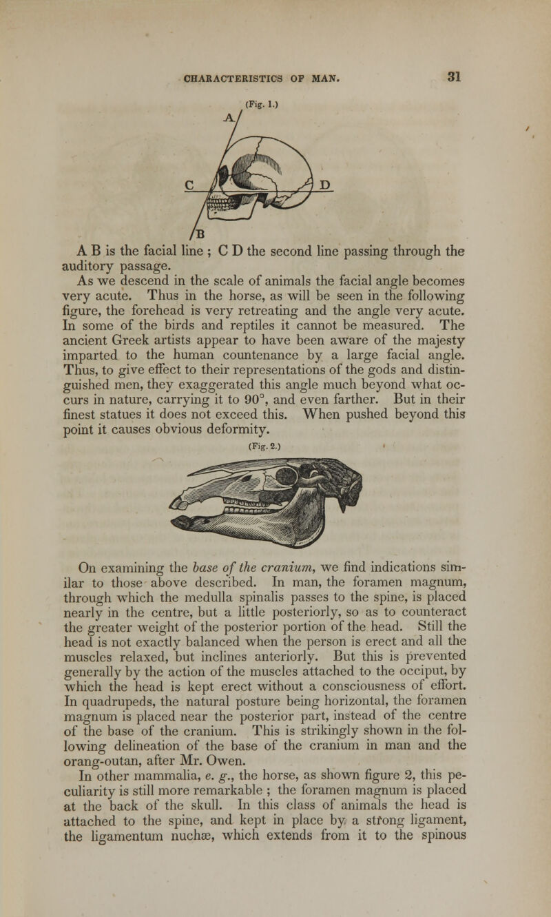 (Fig. I.) A B is the facial line ; C D the second line passing through the auditory passage. As we descend in the scale of animals the facial angle becomes very acute. Thus in the horse, as will be seen in the following figure, the forehead is very retreating and the angle very acute. In some of the birds and reptiles it cannot be measured. The ancient Greek artists appear to have been aware of the majesty imparted to the human countenance by a large facial angle. Thus, to give effect to their representations of the gods and distin- guished men, they exaggerated this angle much beyond what oc- curs in nature, carrying it to 90°, and even farther. But in their finest statues it does not exceed this. When pushed beyond this point it causes obvious deformity. (Fig. 2.) On examining the base of the cranium, we find indications sim- ilar to those above described. In man, the foramen magnum, through which the medulla spinalis passes to the spine, is placed nearly in the centre, but a little posteriorly, so as to counteract the greater weight of the posterior portion of the head. Still the head is not exactly balanced when the person is erect and all the muscles relaxed, but inclines anteriorly. But this is prevented generally by the action of the muscles attached to the occiput, by which the head is kept erect without a consciousness of effort. In quadrupeds, the natural posture being horizontal, the foramen magnum is placed near the posterior part, instead of the centre of the base of the cranium. This is strikingly shown in the fol- lowing delineation of the base of the cranium in man and the orang-outan, after Mr. Owen. In other mammalia, e. g., the horse, as shown figure 2, this pe- culiarity is still more remarkable ; the foramen magnum is placed at the back of the skull. In this class of animals the head is attached to the spine, and kept in place by a strong ligament, the ligamentum nuchas, which extends from it to the spinous