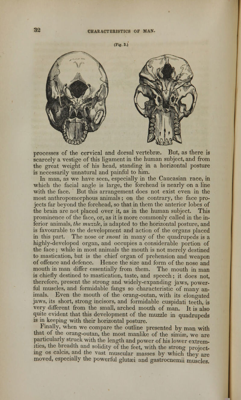 (Fiff. 3.) processes of the cervical and dorsal vertebrae. But, as there is scarcely a vestige of this ligament in the human subject, and from the great weight of his head, standing in a horizontal posture is necessarily unnatural and painful to him. In man, as we have seen, especially in the Caucasian race, in which the facial angle is large, the forehead is nearly on a line with the face. But this arrangement does not exist even in the most anthropomorphous animals; on the contrary, the face pro- jects far beyond the forehead, so that in them the anterior lobes of the brain are not placed over it, as in the human subject. This prominence of the face, or, as it is more commonly called in the in- ferior animals, the muzzle, is adapted to the horizontal posture, and is favourable to the development and action of the organs placed in this part. The nose or snout in many of the quadrupeds is a highly-developed organ, and occupies a considerable portion of the face; while in most animals the mouth is not merely destined to mastication, but is the chief organ of prehension and weapon of offence and defence. Hence the size and form of the nose and mouth in man differ essentially from them. The mouth in man is chiefly destined to mastication, taste, and speech; it does not, therefore, present the strong and widely-expanding jaws, power- ful muscles, and formidable fangs so characteristic of many an- imals. Even the mouth of the orang-outan, with its elongated jaws, its short, strong incisors, and formidable cuspidati teeth, is very different from the small, arched mouth of man. It is also quite evident that this development of the muzzle in quadrupeds is in keeping with their horizontal posture. Finally, when we compare the outline presented by man with that of the orang-outan, the most manlike of the simige, we are particularly struck with the length and power of his lower extrem- ities, the breadth and solidity of the feet, with the strong project ing os calcis, and the vast muscular masses by which they are moved, especially the powerful glutasi and gastrocnemii muscles.
