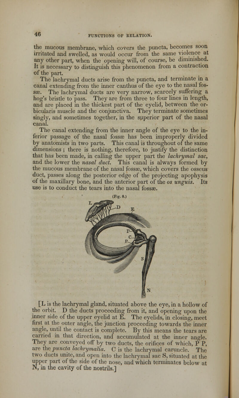 the mucous membrane, which covers the puncta, becomes soon irritated and swelled, as would occur from the same violence at any other part, when the opening will, of course, be diminished. It is necessary to distinguish this phenomenon from a contraction of the part. The lachrymal ducts arise from the puncta, and terminate in a canal extending from the inner canthus of the eye to the nasal fos- sae. The lachrymal ducts are very narrow, scarcely suffering a hog's bristle to pass. They are from three to four lines in length, and are placed in the thickest part of the eyelid, between the or- bicularis muscle and the conjunctiva. They terminate sometimes singly, and sometimes together, in the superior part of the nasal canal. The canal extending from the inner angle of the eye to the in- ferior passage of the nasal fossae has been improperly divided by anatomists in two parts. This canal is throughout of the same dimensions; there is nothing, therefore, to justify the distinction that has been made, in calling the upper part the lachrymal sac, and the lower the nasal duct. This canal is always formed by the mucous membrane of the nasal fossae, which covers the osseus duct, passes along the posterior edge of the projecting apophysis of the maxillary bone, and the anterior part of the os unguis. Its use is to conduct the tears into the nasal fossae. [L is the lachrymal gland, situated above the eye, in a hollow of the orbit. D the ducts proceeding from it, and opening upon the inner side of the upper eyelid at E. The eyelids, in closing, meet first at the outer angle, the junction proceeding towards the inner angle, until the contact is complete. By this means the tears are carried in that direction, and accumulated at the inner angle. They are conveyed off by two ducts, the orifices of which, P P, are the puncta lachrymalia. C is the lachrymal caruncle. The two ducts unite, and open into the lachrymal sac S, situated at the upper part of the side of the nose, and which terminates below at N, in the cavity of the nostrils.]