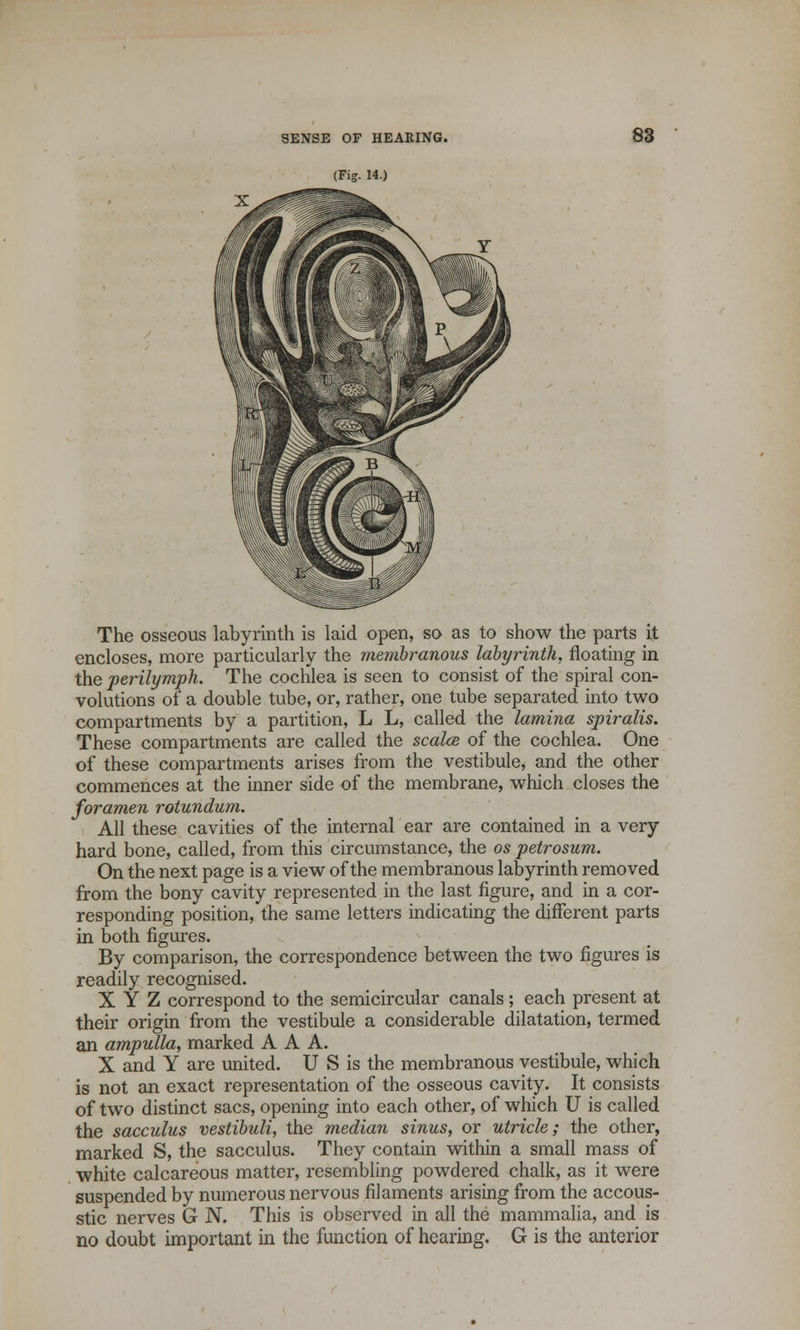 (Fig. H.) The osseous labyrinth is laid open, so as to show the parts it encloses, more particularly the membranous labyrinth, floating in the perilymph. The cochlea is seen to consist of the spiral con- volutions of a double tube, or, rather, one tube separated into two compartments by a partition, L L, called the lamina spiralis. These compartments are called the scales of the cochlea. One of these compartments arises from the vestibule, and the other commences at the inner side of the membrane, which closes the foramen rotundum. All these cavities of the internal ear are contained in a very hard bone, called, from this circumstance, the os petrosum. On the next page is a view of the membranous labyrinth removed from the bony cavity represented in the last figure, and in a cor- responding position, the same letters indicating the different parts in both figures. By comparison, the correspondence between the two figures is readily recognised. XYZ correspond to the semicircular canals ; each present at their origin from the vestibule a considerable dilatation, termed an ampulla, marked AAA. X and Y are united. U S is the membranous vestibule, which is not an exact representation of the osseous cavity. It consists of two distinct sacs, opening into each other, of which U is called the sacculus vestibuli, the median sinus, or utricle; the other, marked S, the sacculus. They contain within a small mass of white calcareous matter, resembling powdered chalk, as it were suspended by numerous nervous filaments arising from the accous- stic nerves G N. This is observed in all the mammalia, and is no doubt important in the function of hearing. G is the anterior