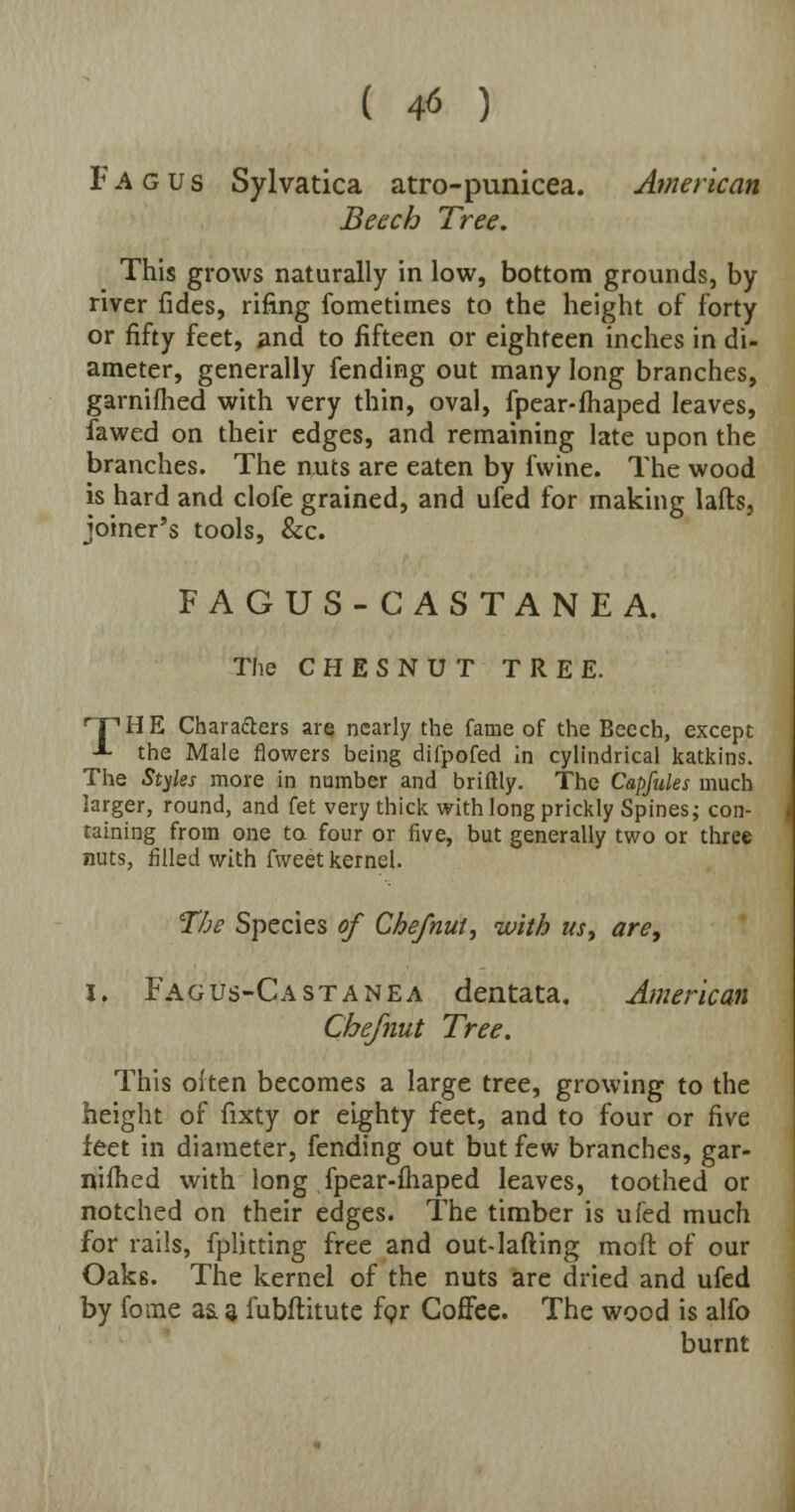 ( 4<5 ) F A g u s Sylvatica atro-punicea. American Beech Tree. This grows naturally in low, bottom grounds, by river fides, rifing fometimes to the height of forty or fifty feet, and to fifteen or eighteen inches in di- ameter, generally fending out many long branches, garnifhed with very thin, oval, fpear-fhaped leaves, fawed on their edges, and remaining late upon the branches. The nuts are eaten by fwine. The wood is hard and clofe grained, and ufed for making lads, joiner's tools, &c. FAGUS-CASTANEA. The CHESNUT TREE. TPHE Characters are nearly the fame of the Beech, except -*• the Male flowers being difpofed in cylindrical katkins. The Styles more in number and briftly. The Capfules much larger, round, and fet very thick with long prickly Spines; con- taining from one to four or five, but generally two or three nuts, filled with fweet kernel. The Species of Chefnut, with us, are, I. Fag us-Cast a ne a dentata. American Cbefnut Tree. This often becomes a large tree, growing to the height of fixty or eighty feet, and to four or five feet in diameter, fending out but few branches, gar- nifhed with long fpear-fhaped leaves, toothed or notched on their edges. The timber is ufed much for rails, fplkting free and out-lafting moll; of our Oaks. The kernel of the nuts are dried and ufed by fome as. a fubftitute for Coffee. The wood is alfo burnt