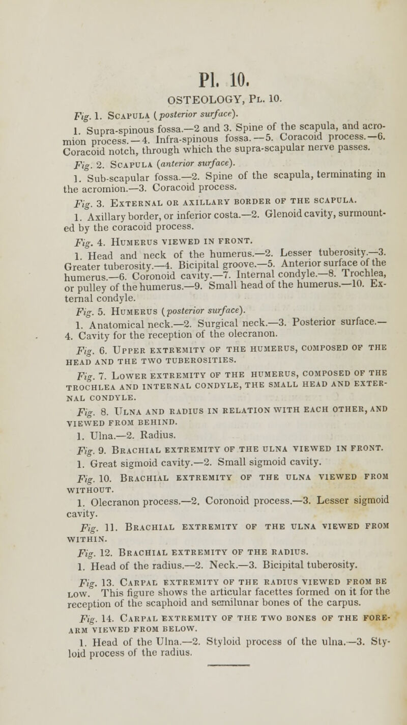 OSTEOLOGY, Pl. 10. Fig. 1. SCAPULA {posterior surface). 1 Supra-spinous fossa.-2 and 3. Spine of the scapula, and acro- mion process.-4. Infra-spinous fossa.-5. Coracoid process.-6. Coracoid notch, through which the supra-scapular nerve passes. Fig. 2. SCAPULA {anterior surface). ].°Sub-scapular fossa.—2. Spine of the scapula, terminating in the acromion.—3. Coracoid process. Fig. 3. External or axillary border of the scapula. 1. Axillary border, or inferior costa — 2. Glenoid cavity, surmount- ed by the coracoid process. Fig. 4. Humerus viewed in front. 1 Head and neck of the humerus.—2. Lesser tuberosity.—3. Greater tuberosity.—4. Bicipital groove.—5. Anterior surface of the humerus.—6. Coronoid cavity—7. Internal condyle.—8. Trochlea, or pulley of the humerus.—9. Small head of the humerus.—10. Ex- ternal condyle. Fig. 5. Humerus {posterior surface). 1. Anatomical neck—2. Surgical neck—3. Posterior surface.— 4. Cavity for the reception of the olecranon. Fig. 6. Upper extremity of the humerus, composed of the head and the two tuberosities. Fig. 7. Lower extremity of the humerus, composed of the TROCHLEA AND INTERNAL CONDYLE, THE SMALL HEAD AND EXTER- NAL CONDYLE. Fig. 8. Ulna and radius in relation with each other, and VIEWED FROM BEHIND. 1. Ulna.—2. Radius. Fig. 9. Brachial extremity of the ulna viewed in front. 1. Great sigmoid cavity.—2. Small sigmoid cavity. Fig. 10. Brachial extremity of the ulna viewed from without. 1. Olecranon process.—2. Coronoid process.—3. Lesser sigmoid cavity. Fig. 11. Brachial extremity of the ulna viewed from within. Fi. 12. Brachial extremity of the radius. 1. Head of the radius.—2. Neck.—3. Bicipital tuberosity. Fig. 13- Carpal extremity of the radius viewed from be low. This figure shows the articular facettes formed on it for the reception of the scaphoid and semilunar bones of the carpus. Fig. 14. Carpal extremity of the two bones of the fore- arm viewed from below. 1. Head of the Ulna.—2. Styloid process of the ulna.—3. Sty- loid process of the radius.