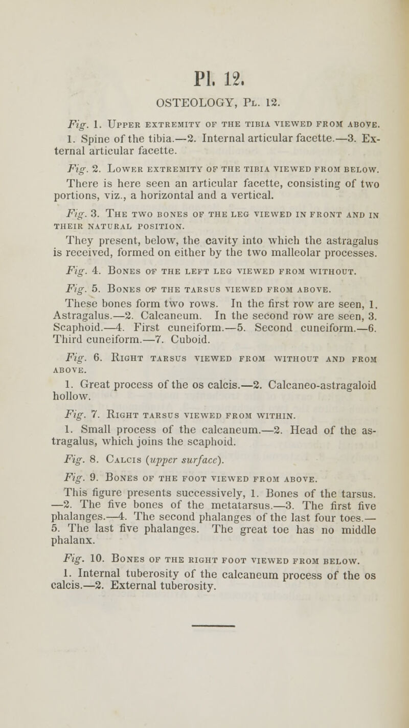 OSTEOLOGY, Pl. 12. Fig. 1. Upper extremity of the tibia viewed from above. 1. Spine of the tibia.—2. Internal articular facette.—3. Ex- ternal articular facette. Fig. 2. Lower extremity of the tibia viewed from below. There is here seen an articular facette, consisting of two portions, viz., a horizontal and a vertical. Fig. 3. The two bones of the leg viewed in front and in their natural position. They present, below, the cavity into which the astragalus is received, formed on either by the two malleolar processes. Fig. 4. Bones of the left leg viewed from without. Fig. 5. Bones o-f the tarsus viewed from above. These bones form two rows. In the first row are seen, 1. Astragalus.—2. Calcaneum. In the second row are seen, 3. Scaphoid.—4. First cuneiform.—5. Second cuneiform.—6. Third cuneiform.—7. Cuboid. Fig. 6. Right tarsus viewed from without and from above. 1. Great process of the os calcis.—2. Calcaneo-astragaloid hollow. Fig. 7. Right tarsus viewed from within. 1. Small process of the calcaneum.—2. Head of the as- tragalus, which joins the scaphoid. Fig. 8. Calcis {upper surface). Fig. 9. Bones of the foot viewed from above. This figure presents successively, 1. Bones of the tarsus. —2. The five bones of the metatarsus.—3. The first five phalanges.—4. The second phalanges of the last four toes.— 5. The last five phalanges. The great toe has no middle phalanx. Fig. 10. Bones of the right foot viewed from below. 1. Internal tuberosity of the calcaneum process of the os calcis.—2. External tuberosity.