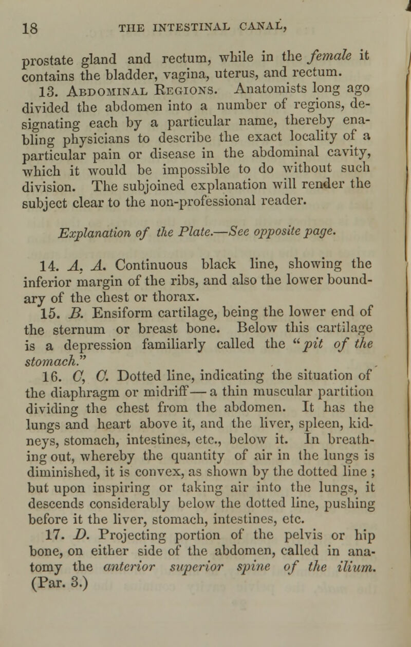 prostate gland and rectum, while in the female it contains the bladder, vagina, uterus, and rectum. 13. Abdominal Regions. Anatomists long ago divided the abdomen into a number of regions, de- signating each by a particular name, thereby ena- bling physicians to describe the exact locality of a particular pain or disease in the abdominal cavity, which it would be impossible to do without such division. The subjoined explanation will render the subject clear to the non-professional reader. Explanation of tie Plate.—Sec opposite page. 14. A. A. Continuous black line, showing the inferior margin of the ribs, and also the lower bound- ary of the chest or thorax. 15. B. Ensiform cartilage, being the lower end of the sternum or breast bone. Below this cartilage is a depression familiarly called the  pit of the stomach. 16. G, G. Dotted line, indicating the situation of the diaphragm or midriff— a thin muscular partition dividing the chest from the abdomen. It has the lungs and heart above it, and the liver, spleen, kid- neys, stomach, intestines, etc., below it. In breath- ing out, whereby the quantity of air in the lungs is diminished, it is convex, as shown by the dotted line ; but upon inspiring or taking air into the lungs, it descends considerably below the dotted line, pushing before it the liver, stomach, intestines, etc. 17. D. Projecting portion of the pelvis or hip bone, on either side of the abdomen, called in ana- tomy the anterior superior spine of the ilium. (Par. 3.)