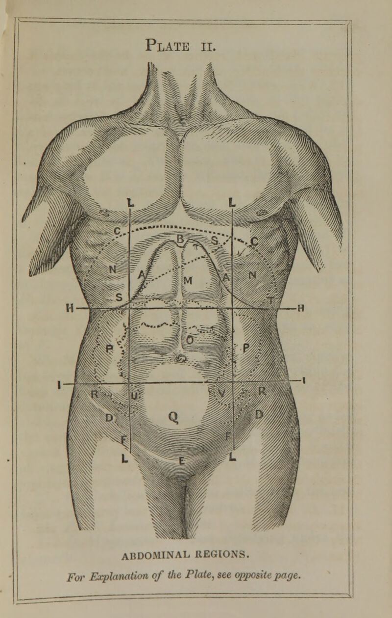 ABDOMINAL REGIONS. For Explanation of the Plate, see opposite page.