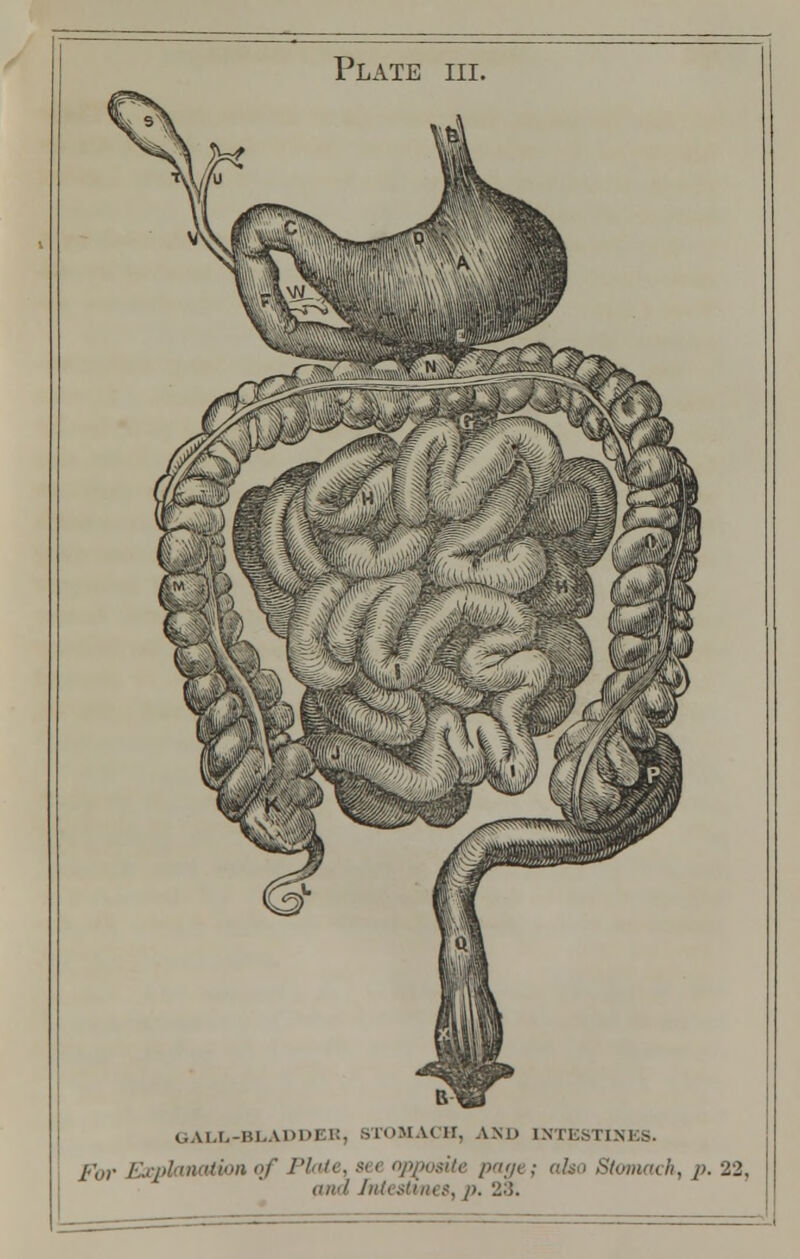 GALL-BLADDER, STOMACH, AM) INTESTIHES. far Explanation of Plate, see opposite page; also Stomach, p. 22, ana Intestines, p. 23.