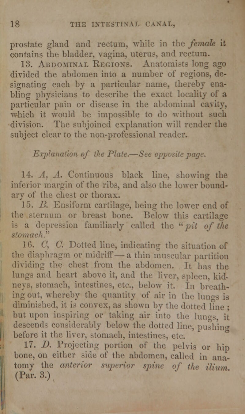 prostate gland and rectum, while in the female it contains the bladder, vagina, uterus, and rectum. 13. Abdominal Regions. Anatomists long ago divided the abdomen into a number of regions, de- signating each by a particular name, thereby ena- bling physicians to describe the exact locality of a particular pain or disease in the abdominal cavity, which it would be impossible to do without such division. The subjoined explanation will render the subject clear to the non-professional reader. Explanation of the Plate.—See opposite page. 11. A. A. Continuous black line, showing the inferior margin of the ribs, and also the lower bound- ary of the chest or thorax. 15. B. Ensiform cartilage, being the lower end of the sternum or breast bone. Below this cartilage is a depression familiarly called the u pit of the stomach. 16. ('. C. Dotted line, indicating the situation of the diaphragm or midriff—a thin muscular partition dividing the chest from the abdomen. It has the lungs and heart above it, and the liver, spleen, kid- storaach, intestines, etc., below it. In breath- ing out, whereby the quantity of air in the lungs is diminished, it is convex, as shown by the dotted Hue ; but upon inspiring or taking air into the hmas, it descends considerably below the dotted line, pushing before it the liver, stomach, intestines, etc. 17. D. Projecting portion of the pelvis or hip bone, on either side of the abdomen, called in ana- tomy the anterior superior spine of the ilium (Par. 3.)