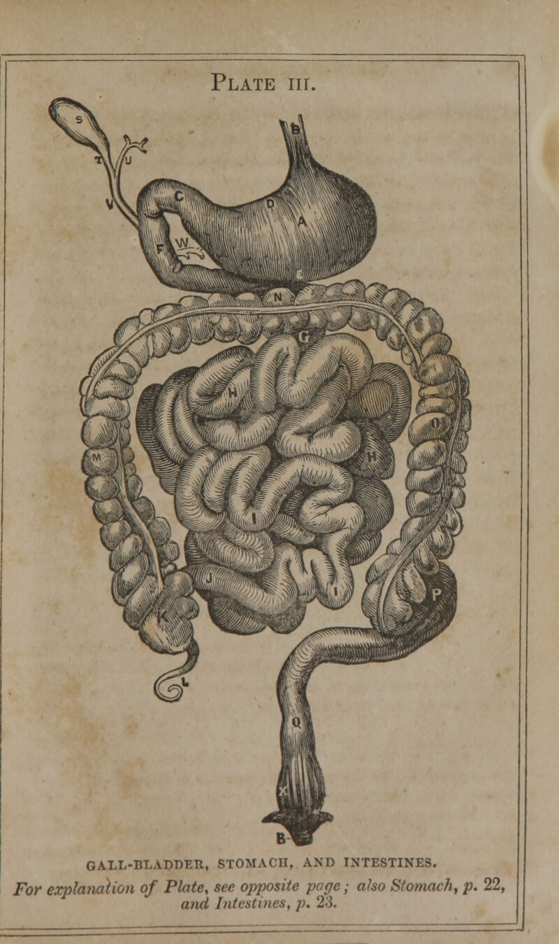 Plate in. GALL-BLADDER, STOMACH, AND INTESTINES. For explanation of Plate, see opposite page; also Stomach, p. 22, and Intestines, p. 23.