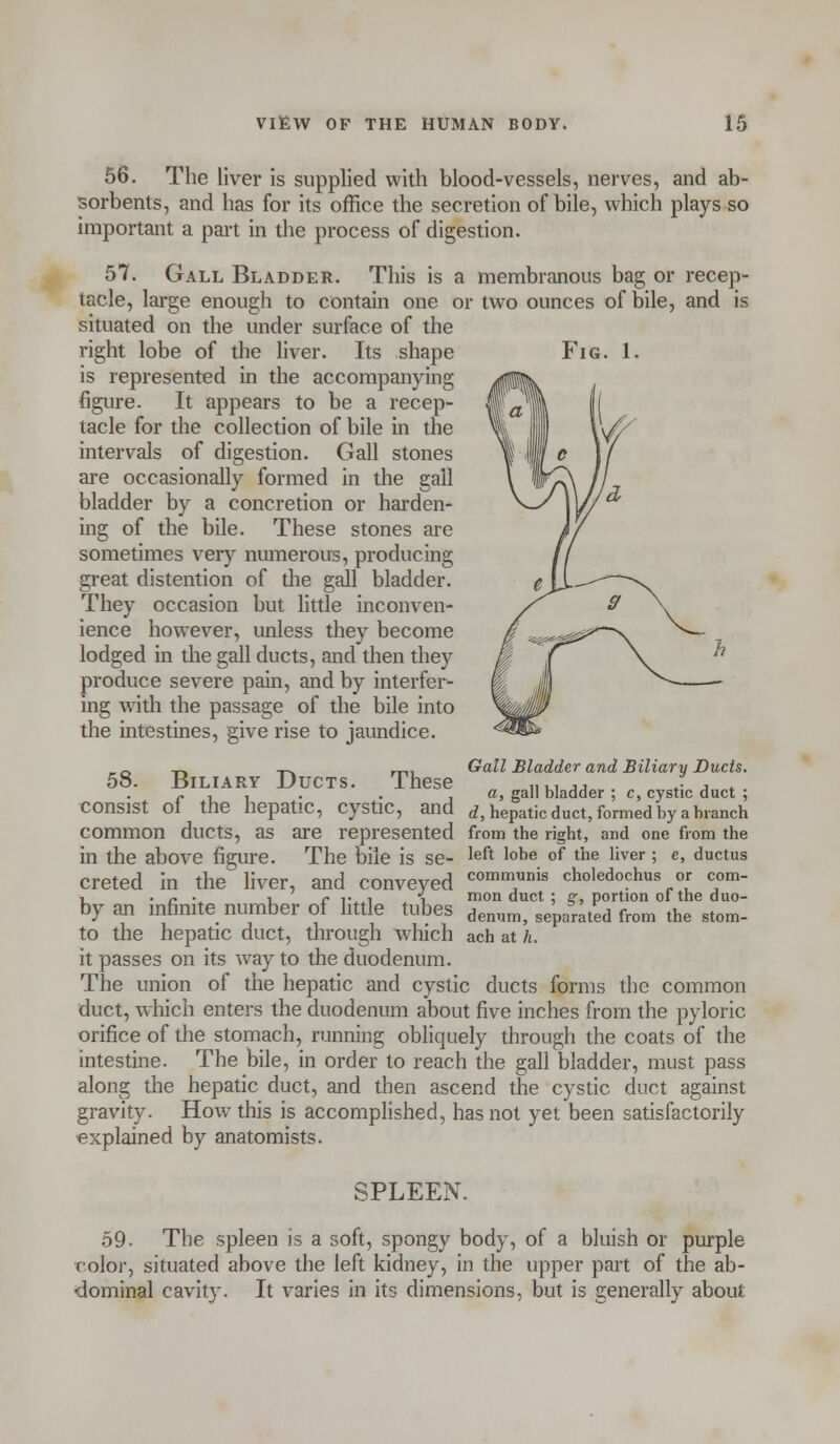 Fig 56. The liver is supplied with blood-vessels, nerves, and ab- sorbents, and has for its office the secretion of bile, which plays so important a part in the process of digestion. 57. Gall Bladder. This is a membranous bag or recep- tacle, large enough to contain one or two ounces of bile, and is situated on the under surface of the right lobe of the liver. Its shape is represented in the accompanying figure. It appears to be a recep- tacle for the collection of bile in the intervals of digestion. Gall stones are occasionally formed in the gall bladder by a concretion or harden- ing of the bile. These stones are sometimes very numerous, producing great distention of the gall bladder. They occasion but little inconven- ience however, unless they become lodged in the gall ducts, and then they produce severe pain, and by interfer- ing with the passage of the bile into the intestines, give rise to jaundice. -a -n r> mi Gall Bladder and Biliary Ducts. 58. Biliary Ducts. These „., ,, J , . r , . . . a, gall bladder ; c, cystic duct ; Consist Ol the hepatic, cystic, and rf, hepatic duct, formed by a branch common ducts, as are represented from the right, and one from the in the above figure. The bile is se- left lobe of the Iiver S e» ductus creted in the liver, and conveyed com™ choledochus or com- i • r • i e v i i mon duct : s, portion ot the duo- by an infinite number of little tubes demimj sepa&rat;d from the stom. to the hepatic duct, through which ach at h. it passes on its way to the duodenum. The union of the hepatic and cystic ducts forms the common duct, which enters the duodenum about five inches from the pyloric orifice of the stomach, running obliquely through the coats of the intestine. The bile, in order to reach the gall bladder, must pass along the hepatic duct, and then ascend the cystic duct against gravity. How this is accomplished, has not yet been satisfactorily explained by anatomists. SPLEEN. 59. The spleen is a soft, spongy body, of a bluish or purple color, situated above the left kidney, in the upper part of the ab- dominal cavity. It varies in its dimensions, but is generally about