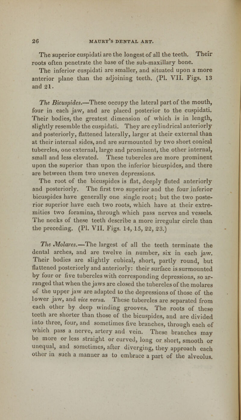 The superior cuspidati are the longest of all the teeth. Their roots often penetrate the base of the sub-maxillary bone. The inferior cuspidati are smaller, and situated upon a more anterior plane than the adjoining teeth. (PI. VII. Figs. 13 and 21. The Bicuspides.—These occupy the lateral part of the mouth, four in each jaw, and are placed posterior to the cuspidati. Their bodies, the greatest dimension of which is in length, slightly resemble the cuspidati. They are cylindrical anteriorly and posteriorly, flattened laterally, larger at their external than at their internal sides, and are surmounted by two short conical tubercles, one external, large and prominent, the other internal, small and less elevated. These tubercles are more prominent upon the superior than upon the inferior bicuspides, and there are between them two uneven depressions. The root of the bicuspides is flat, deeply fluted anteriorly and posteriorly. The first two superior and the four inferior bicuspides have generally one single root; but the two poste- rior superior have each two roots, which have at their extre- mities two foramina, through which pass nerves and vessels. The necks of these teeth describe a more irregular circle than the preceding. (PI. VII. Figs. 14, 15, 22, 23.) The Molares.—The largest of all the teeth terminate the dental arches, and are twelve in number, six in each jaw. Their bodies are slightly cubical, short, partly round, but flattened posteriorly and anteriorly: their surface is surmounted by four or five tubercles with corresponding depressions, so ar- ranged that when the jaws are closed the tubercles of the molares of the upper jaw are adapted to the depressions of those of the lower jaw, and vice versa. These tubercles are separated from each other by deep winding grooves. The roots of these teeth are shorter than those of the bicuspides, and are divided into three, four, and sometimes five branches, through each of which pass a nerve, artery and vein. These branches may be more or less straight or curved, long or short, smooth or unequal, and sometimes, after diverging, they approach each other in such a manner as to embrace a part of the alveolus.