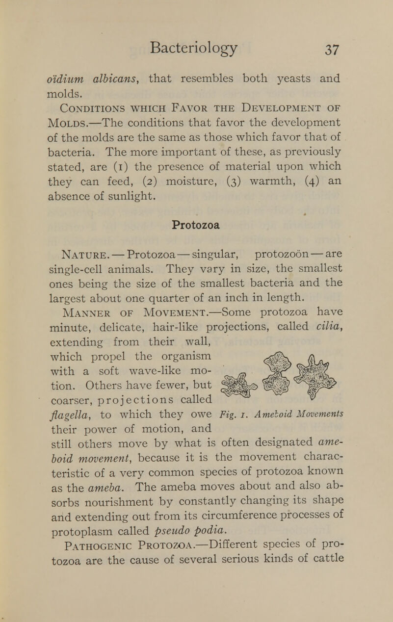 oidium albicans, that resembles both yeasts and molds. Conditions which Favor the Development of Molds.—The conditions that favor the development of the molds are the same as those which favor that of bacteria. The more important of these, as previously- stated, are (i) the presence of material upon which they can feed, (2) moisture, (3) warmth, (4) an absence of sunlight. Protozoa Nature. — Protozoa — singular, protozoon — are single-cell animals. They vary in size, the smallest ones being the size of the smallest bacteria and the largest about one quarter of an inch in length. Manner of Movement.—Some protozoa have minute, delicate, hair-like projections, called cilia, extending from their wall, which propel the organism with a soft wave-like mo- tion. Others have fewer, but coarser, projections called flagella, to which they owe Fig. I. Ameboid Movements their power of motion, and still others move by what is often designated ame- boid movement, because it is the movement charac- teristic of a very common species of protozoa known as the ameba. The ameba moves about and also ab- sorbs nourishment by constantly changing its shape and extending out from its circumference processes of protoplasm called pseudo podia. Pathogenic Protozoa.—Different species of pro- tozoa are the cause of several serious kinds of cattle