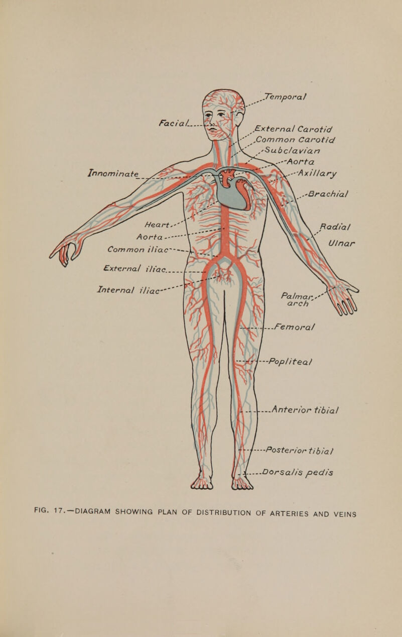 FIG. 17.—DIAGRAM SHOWING PLAN OF DISTRIBUTION OF ARTERIES AND VEINS