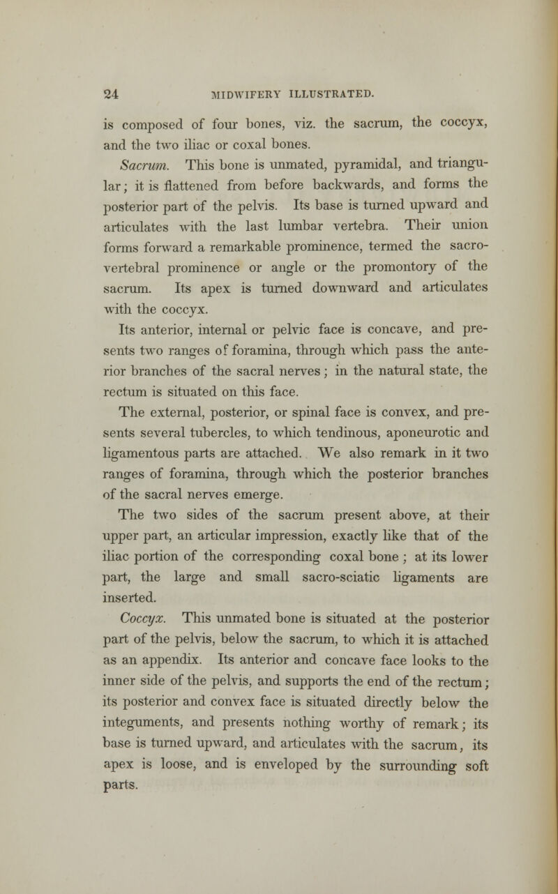 is composed of four bones, viz. the sacrum, the coccyx, and the two iliac or coxal bones. Sacrum. This bone is unmated, pyramidal, and triangu- lar ; it is flattened from before backwards, and forms the posterior part of the pelvis. Its base is turned upward and articulates with the last lumbar vertebra. Their union forms forward a remarkable prominence, termed the sacro- vertebral prominence or angle or the promontory of the sacrum. Its apex is turned downward and articulates with the coccyx. Its anterior, internal or pelvic face is concave, and pre- sents two ranges of foramina, through which pass the ante- rior branches of the sacral nerves; in the natural state, the rectum is situated on this face. The external, posterior, or spinal face is convex, and pre- sents several tubercles, to which tendinous, aponeurotic and ligamentous parts are attached. We also remark in it two ranges of foramina, through which the posterior branches of the sacral nerves emerge. The two sides of the sacrum present above, at their upper part, an articular impression, exactly like that of the iliac portion of the corresponding coxal bone ; at its lower part, the large and small sacro-sciatic ligaments are inserted. Coccyx. This unmated bone is situated at the posterior part of the pelvis, below the sacrum, to which it is attached as an appendix. Its anterior and concave face looks to the inner side of the pelvis, and supports the end of the rectum; its posterior and convex face is situated directly below the integuments, and presents nothing worthy of remark; its base is turned upward, and articulates with the sacrum, its apex is loose, and is enveloped by the surrounding soft parts.