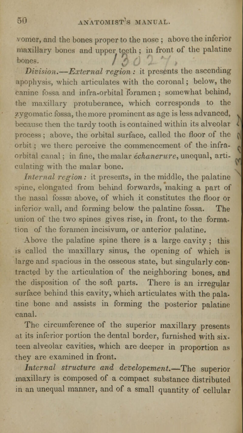 vomer, and the bones proper to the nose ; above the inferior maxillary bones and upper teeth ; in front of the palatine bones. / 3 0 Division.—External region: it presents the ascending apophysis, which articulates with the coronal; below, the canine fossa and infra-orbital foramen; somewhat behind, the maxillary protuberance, which corresponds to the zygomatic fossa, the more prominent as age is less advanced, because then the tardy tooth is contained within its alveolar process; above, the orbital surface, called the floor of the orbit; we there perceive the commencement of the infra- -, orbital canal; in fine, the malar echanerure, unequal, arti- culating with the malar bone. Internal region: it presents, in the middle, the palatine spine, elongated from behind forwards, making a part of the nasal fossae above, of which it constitutes the floor or inferior wall, and forming below the palatine fossa. The union of the two spines gives rise, in front, to the forma- tion of the foramen incisivum, or anterior palatine. Above the palatine spine there is a large cavity ; this is called the maxillary sinus, the opening of which is large and spacious in the osseous state, but singularly con- tracted by the articulation of the neighboring bones, and the disposition of the soft parts. There is an irregular surface behind this cavity, which articulates with the pala- tine bone and assists in forming the posterior palatine canal. The circumference of the superior maxillary presents at its inferior portion the dental border, furnished with six- teen alveolar cavities, which are deeper in proportion as they are examined in front. Internal structure and developement.—The superior maxillary is composed of a compact substance distributed in an unequal manner, and of a small quantity of cellular