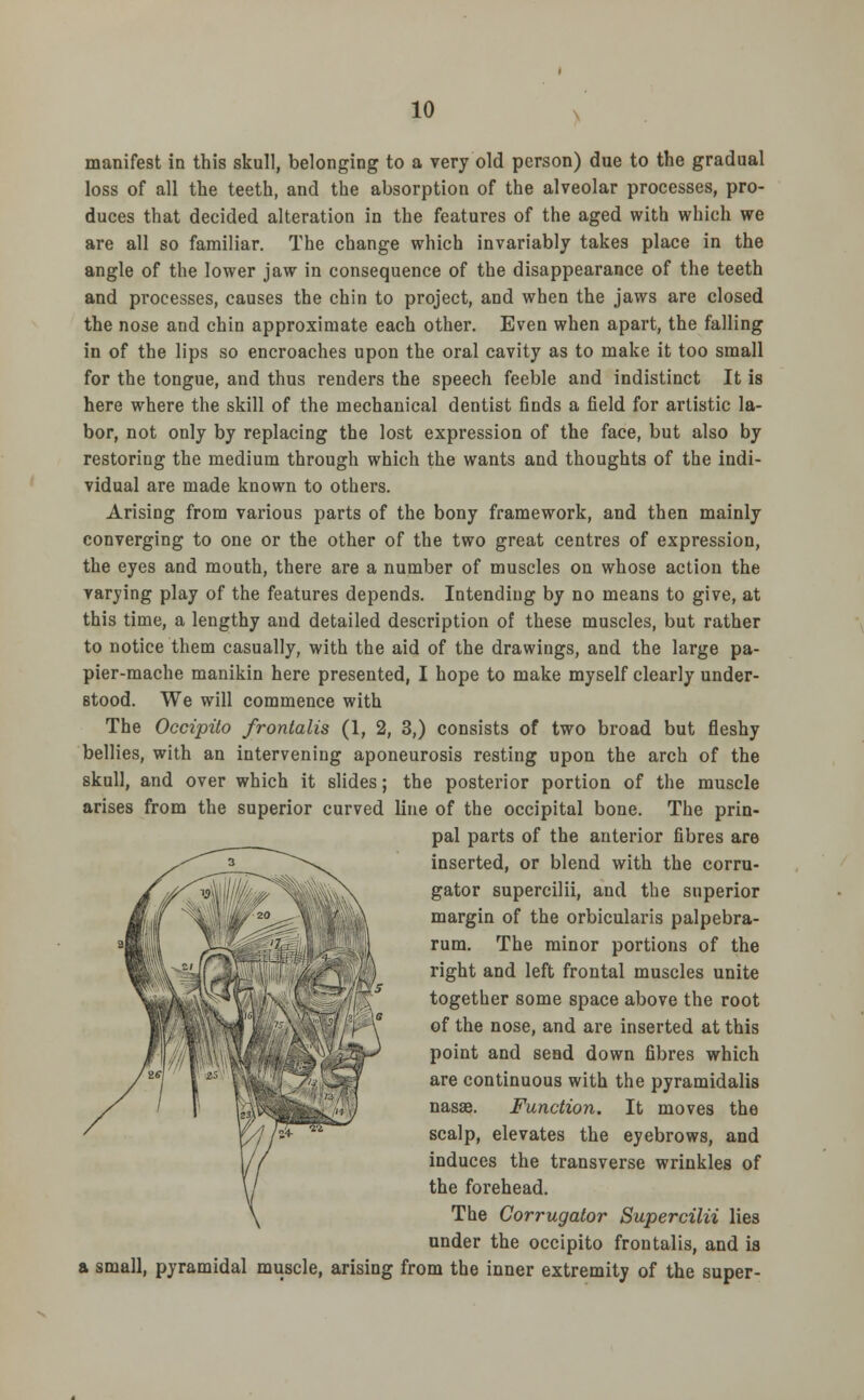 manifest in this skull, belonging to a very old person) due to the gradual loss of all the teeth, and the absorption of the alveolar processes, pro- duces that decided alteration in the features of the aged with which we are all so familiar. The change which invariably takes place in the angle of the lower jaw in consequence of the disappearance of the teeth and processes, causes the chin to project, and when the jaws are closed the nose and chin approximate each other. Even when apart, the falling in of the lips so encroaches upon the oral cavity as to make it too small for the tongue, and thus renders the speech feeble and indistinct It is here where the skill of the mechanical dentist finds a field for artistic la- bor, not only by replacing the lost expression of the face, but also by restoring the medium through which the wants and thoughts of the indi- vidual are made known to others. Arising from various parts of the bony framework, and then mainly converging to one or the other of the two great centres of expression, the eyes and mouth, there are a number of muscles on whose action the varying play of the features depends. Intending by no means to give, at this time, a lengthy and detailed description of these muscles, but rather to notice them casually, with the aid of the drawings, and the large pa- pier-mache manikin here presented, I hope to make myself clearly under- stood. We will commence with The Occipito frontalis (1, 2, 3,) consists of two broad but fleshy bellies, with an intervening aponeurosis resting upon the arch of the skull, and over which it slides; the posterior portion of the muscle arises from the superior curved line of the occipital bone. The prin- pal parts of the anterior fibres are inserted, or blend with the corru- gator supercilii, and the superior margin of the orbicularis palpebra- rum. The minor portions of the right and left frontal muscles unite together some space above the root of the nose, and are inserted at this point and send down fibres which are continuous with the pyramidalis nasae. Function. It moves the scalp, elevates the eyebrows, and induces the transverse wrinkles of the forehead. The Corrugator Supercilii lies under the occipito frontalis, and is a small, pyramidal muscle, arising from the inner extremity of the super-