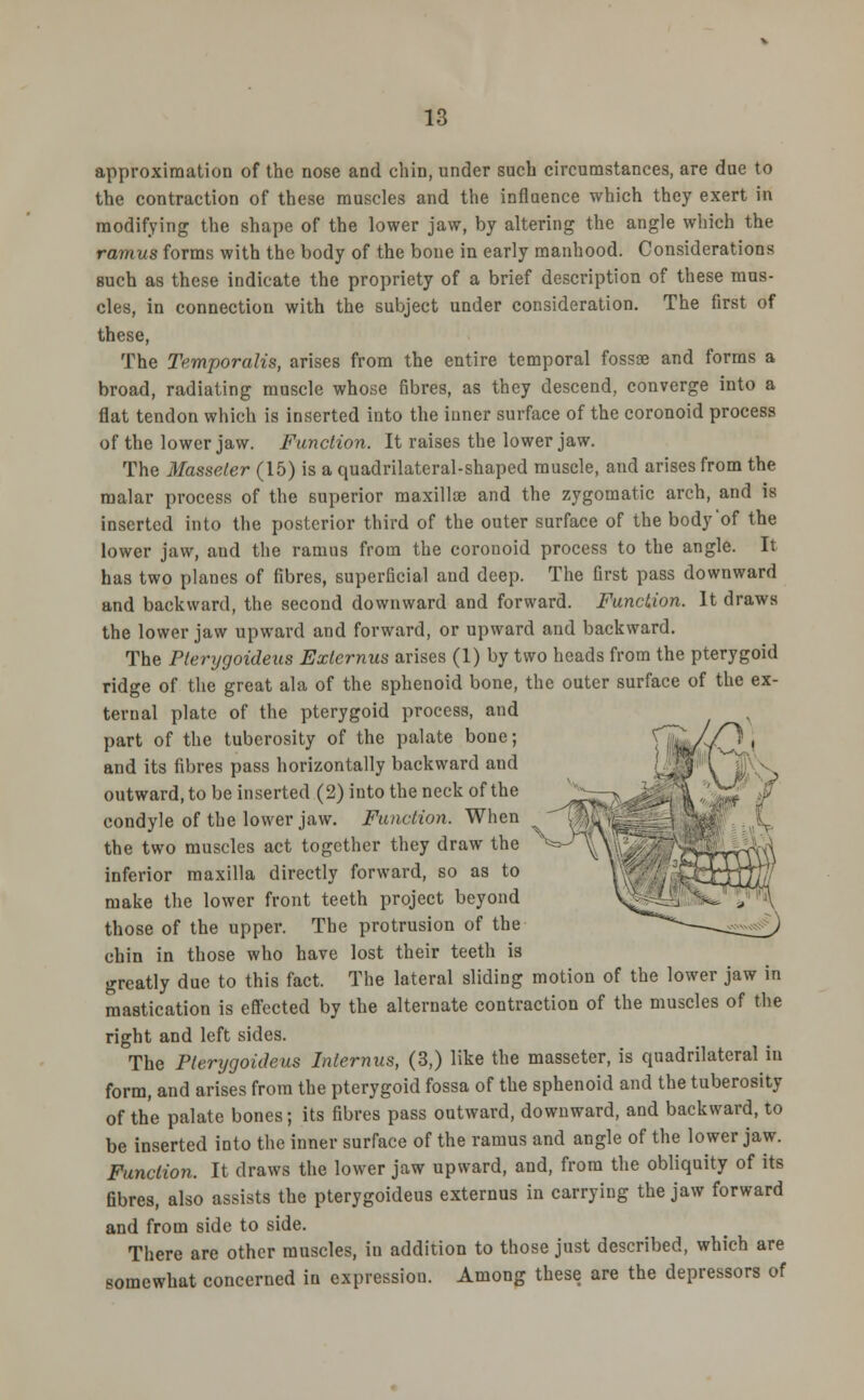 approximation of the nose and chin, under such circumstances, are due to the contraction of these muscles and the influence which they exert in modifying the shape of the lower jaw, by altering the angle which the ramus forms with the body of the bone in early manhood. Considerations such as these indicate the propriety of a brief description of these mus- cles, in connection with the subject under consideration. The first of these, The Temporalis, arises from the entire temporal fossa? and forms a broad, radiating muscle whose fibres, as they descend, converge into a flat tendon which is inserted into the inner surface of the coronoid process of the lower jaw. Function. It raises the lower jaw. The Masseler (15) is a quadrilateral-shaped muscle, and arises from the malar process of the superior maxillae and the zygomatic arch, and is inserted into the posterior third of the outer surface of the body'of the lower jaw, and the ramus from the coronoid process to the angle. It has two planes of fibres, superficial and deep. The first pass downward and backward, the second downward and forward. Function. It draws the lower jaw upward and forward, or upward and backward. The Pterygoideus Exlernus arises (1) by two heads from the pterygoid ridge of the great ala of the sphenoid bone, the outer surface of the ex- ternal plate of the pterygoid process, and part of the tuberosity of the palate bone; and its fibres pass horizontally backward and outward, to be inserted (2) into the neck of the condyle of the lower jaw. Function. When the two muscles act together they draw the inferior maxilla directly forward, so as to make the lower front teeth project beyond those of the upper. The protrusion of the chin in those who have lost their teeth is greatly due to this fact. The lateral sliding motion of the lower jaw in mastication is effected by the alternate contraction of the muscles of the right and left sides. The Pterygoideus Interims, (3,) like the masseter, is quadrilateral in form, and arises from the pterygoid fossa of the sphenoid and the tuberosity of the palate bones; its fibres pass outward, downward, and backward, to be inserted into the inner surface of the ramus and angle of the lower jaw. Function. It draws the lower jaw upward, and, from the obliquity of its fibres, also assists the pterygoideus externus in carrying the jaw forward and from side to side. There are other muscles, in addition to those just described, which are somewhat concerned in expression. Among these are the depressors of