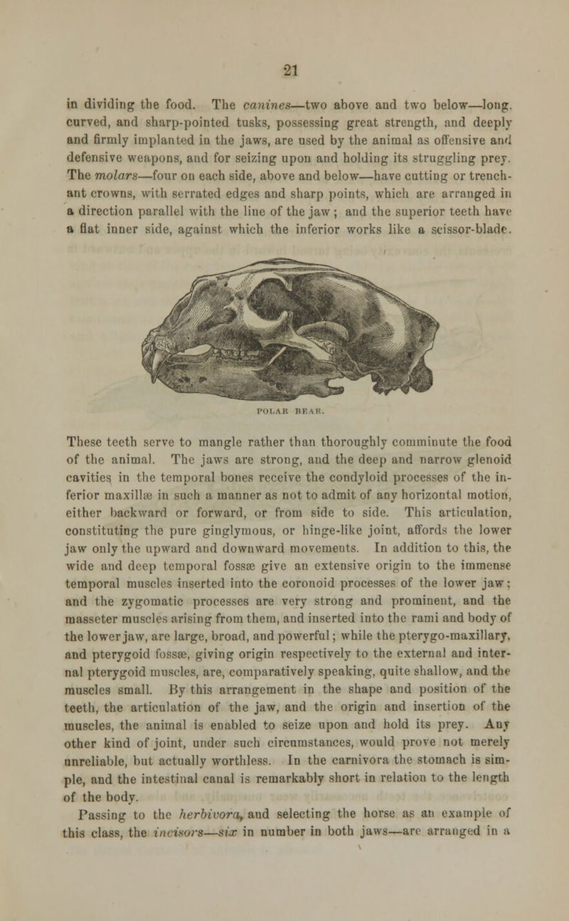 in dividing the food. The canines—two above and two below—long. curved, and sharp-pointed tusks, possessing great strength, and deeply and firmly implanted in the jaws, are used by the animal as offensive and defensive weapons, and for seizing upon and holding its struggling prey. The molars—four on each side, above and below—have cutting or trench- ant crowns, with serrated edges and sharp points, which are arranged in a direction parallel with the line of the jaw ; and the superior teeth have a flat inner side, against which the inferior works like a scissor-blade. I'OI.All UK \U. These teeth serve to mangle rather than thoroughly commiuute the food of the animal. The jaws are strong, and the deep and narrow glenoid cavities in the temporal bones receive the condyloid processes of the in- ferior maxillse in such a manner as not to admit of any horizontal motion, either backward or forward, or from side to side. This articulation, constituting the pure ginglymous, or hinge-like joint, affords the lower jaw only the upward and downward movements. In addition to this, the wide and deep temporal fossae give an extensive origin to the immense temporal muscles inserted into the coronoid processes of the lower jaw : and the zygomatic processes are very strong and prominent, and the raasseter muscles arising from them, and inserted into the rami and body of the lower jaw, are large, broad, and powerful; while the pterygo-maxillary. and pterygoid fossae, giving origin respectively to the external and inter- nal pterygoid muscles, are, comparatively speaking, quite shallow, and the muscles small. By this arrangement in the shape and position of the teeth, the articulation of the jaw, and the origin and insertion of the muscles, the animal is enabled to seize upon and hold its prey. Auy other kind of joint, under such circumstances, would prove not merely unreliable, but actually worthless. In the carnivora the stomach is sim- ple, and the intestinal canal is remarkably short in relation to the length of the body. Passing to the herbivora, and selecting the horse as an example of this class, the incisors—six in number in both jaws—arc arranged in a