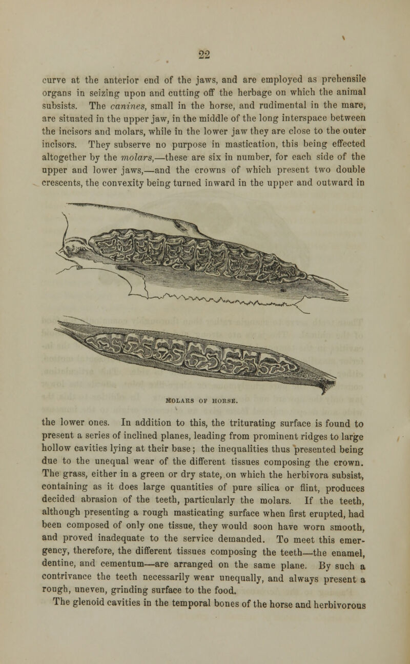 99 curve at the anterior end of the jaws, and are employed as prehensile organs in seizing upon and cutting off the herbage on which the animal subsists. The canines, small in the horse, and rudimental in the mare, are situated in the upper jaw, in the middle of the long interspace between the incisors and molars, while in the lower jaw they are close to the outer incisors. They subserve no purpose in mastication, this being effected altogether by the molars,—these are six in number, for each side of the upper and lower jaws,—and the crowns of which present two double crescents, the convexity being turned inward in the upper and outward in MOLARS OF HORSE. the lower ones. In addition to this, the triturating surface is found to present a series of inclined planes, leading from prominent ridges to large hollow cavities lying at their base; the inequalities thus presented being due to the unequal wear of the different tissues composing the crown. The grass, either in a green or dry state, on which the herbivora subsist, containing as it does large quantities of pure silica or flint, produces decided abrasion of the teeth, particularly the molars. If the teeth, although presenting a rough masticating surface when first erupted, had been composed of only one tissue, they would soon have worn smooth, and proved inadequate to the service demanded. To meet this emer- gency, therefore, the different tissues composing the teeth—the enamel, dentine, and cementum—are arranged on the same plane. By such a contrivance the teeth necessarily wear unequally, and always present a rough, uneven, grinding surface to the food. The glenoid cavities in the temporal bones of the horse and herbivorous