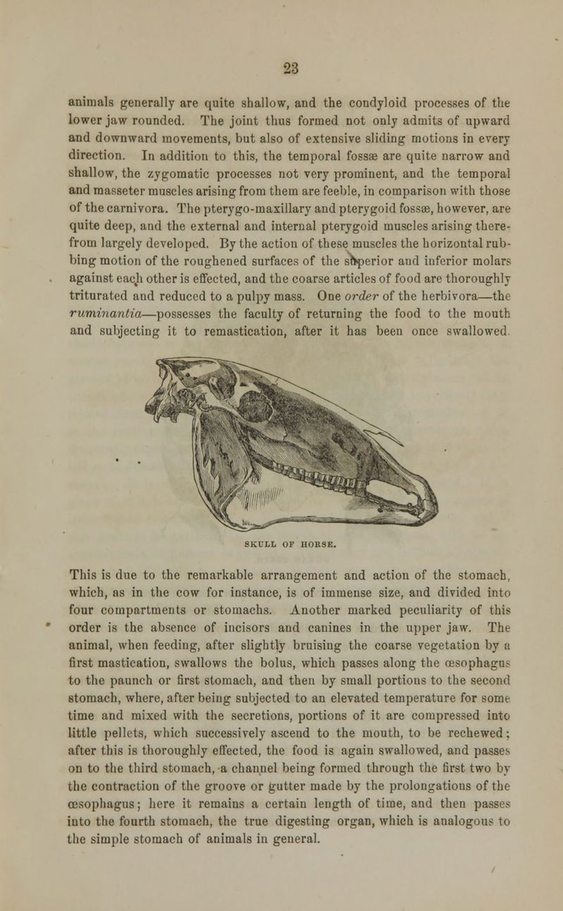 animals generally are quite shallow, and the condyloid processes of the lower jaw rounded. The joint thus formed not only admits of upward and downward movements, but also of extensive sliding motions in every direction. In addition to this, the temporal fossae are quite narrow and shallow, the zygomatic processes not very prominent, and the temporal and masseter muscles arising from them are feeble, in comparison with those of the carnivora. The pterygo-inaxillary and pterygoid fossae, however, are quite deep, and the external and internal pterygoid muscles arising there- from largely developed. By the action of these muscles the horizontal rub- bing motion of the roughened surfaces of the shperior aud inferior molars against eacji other is effected, and the coarse articles of food are thoroughly triturated and reduced to a pulpy mass. One order of the herbivora—the ruminantia—possesses the faculty of returning the food to the mouth and subjecting it to remastication, after it has been once swallowed SKULL OF HORSE. This is due to the remarkable arrangement and action of the stomach, which, as in the cow for instance, is of immense size, and divided into four compartments or stomachs. Another marked peculiarity of this order is the absence of incisors and canines in the upper jaw. The animal, when feeding, after slightly bruising the coarse vegetation by a first mastication, swallows the bolus, which passes along the oesophagus to the paunch or first stomach, and then by small portions to the second stomach, where, after being subjected to an elevated temperature for some time and mixed with the secretions, portions of it are compressed into little pellets, which successively ascend to the mouth, to be rechewed; after this is thoroughly effected, the food is again swallowed, and passes on to the third stomach, a channel being formed through the first two by the contraction of the groove or gutter made by the prolongations of the oesophagus; here it remains a certain length of time, and then passes into the fourth stomach, the true digesting organ, which is analogous to the simple stomach of animals in general.