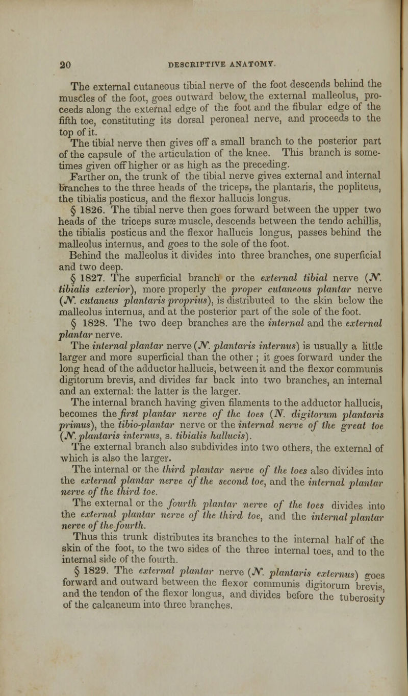 The external cutaneous tibial nerve of the foot descends behind the muscles of the foot, goes outward below, the external malleolus, pro- ceeds along the external edge of the foot and the fibular edge of the fifth toe, constituting its dorsal peroneal nerve, and proceeds to the top of it. The tibial nerve then gives off a small branch to the posterior part of the capsule of the articulation of the knee. This branch is some- times given off higher or as high as the preceding. Farther on, the trunk of the tibial nerve gives external and internal branches to the three heads of the triceps, the plantaris, the poplitcus, the tibialis posticus, and the flexor hallucis longus. § 1826. The tibial nerve then goes forward between the upper two heads of the triceps sur« muscle, descends between the tendo achillis, the tibialis posticus and the flexor hallucis longus, passes behind the malleolus intemus, and goes to the sole of the foot. Behind the malleolus it divides into three branches, one superficial and two deep. § 1827. The superficial branch or the external tibial nerve (JV. tibialis exterior), more properly the proper cutaneous plantar nerve ( JV. cutaneus plantaris propritts), is distributed to the skin below the malleolus internus, and at the posterior part of the sole of the foot. § 1828. The two deep branches are the internal and the external plantar nerve. The internal plantar nerve (JV. plantaris internus) is usually a little larger and more superficial than the other ; it goes forward under the long head of the adductor hallucis, between it and the flexor communis digitorum brevis, and divides far back into two branches, an internal and an external: the latter is the larger. The internal branch having given filaments to the adductor hallucis, becomes the first plantar nerve of the toes (N. digitorum plantaris primus), the tibio-plantar nerve or the internal nerve of the great toe (JV. plantaris internus, s. tibialis hallucis). The external branch also subdivides into two others, the external of which is also the larger. The internal or the third plantar nerve of the toes also divides into the external plantar nerve of the second toe, and the internal plantar nerve of the third toe. The external or the fourth plantar nerve of the toes divides into the external plantar nerve of the third toe, and the internal plantar nerve of the fourth. Thus this trunk distributes its branches to the internal half of the skin of the foot, to the two sides of the three internal toes, and to the internal side of the fourth. § 1829. The external plantar nerve (JV. plantaris cxternus) goes forward and outward between the flexor communis digitorum brevis and the tendon of the flexor longus, and divides before the tuberosity of the calcaneum into three branches, ' '^