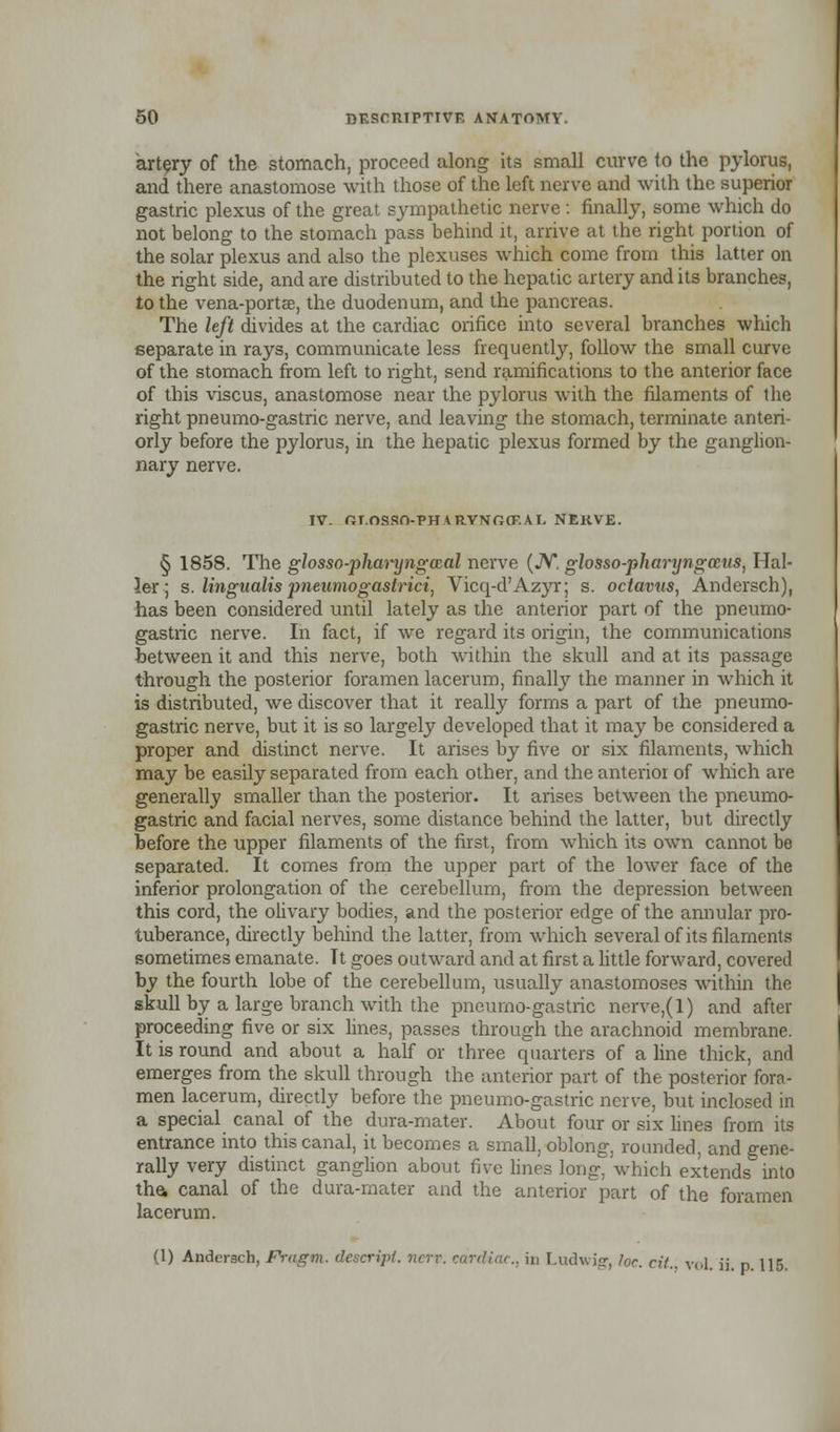 artery of the stomach, proceed along its small curve to the pylorus, and there anastomose with those of the left nerve and with the superior gastric plexus of the great sympathetic nerve : finally, some which do not belong to the stomach pass behind it, arrive at the right portion of the solar plexus and also the plexuses which come from this latter on the right side, and are distributed to the hepatic artery and its branches, to the vena-portae, the duodenum, and the pancreas. The left divides at the cardiac orifice into several branches which separate in rays, communicate less frequently, follow the small curve of the stomach from left to right, send ramifications to the anterior face of this viscus, anastomose near the pylorus with the filaments of the right pneumo-gastric nerve, and leaving the stomach, terminate anteri- orly before the pylorus, in the hepatic plexus formed by the ganglion- nary nerve. IV. Or.OSSO-PHARVNOCF.AE NEKVE. § 1858. The glosso-plianjngozal nerve (JV, glosso-pharyngccus, Hal- ler; s. lingualis pneumogastrici, Vicq-d'Azyr; s. octavus, Andersch), has been considered until lately as the anterior part of the pneumo- gastric nerve. In fact, if we regard its origin, the communications between it and this nerve, both within the skull and at its passage through the posterior foramen lacerum, finally the manner in which it is distributed, we discover that it really forms a part of the pneumo- gastric nerve, but it is so largely developed that it may be considered a proper and distinct nerve. It arises by five or six filaments, which may be easily separated from each other, and the anterior of which are generally smaller than the posterior. It arises between the pneumo- gastric and facial nerves, some distance behind the latter, but directly before the upper filaments of the first, from which its own cannot be separated. It comes from the upper part of the lower face of the inferior prolongation of the cerebellum, from the depression between this cord, the olivary bodies, and the posterior edge of the annular pro- tuberance, directly behind the latter, from which several of its filaments sometimes emanate. Tt goes outward and at first a little forward, covered by the fourth lobe of the cerebellum, usually anastomoses within the skull by a large branch with the pneumo-gastric nerve,(l) and after proceeding five or six lines, passes through the arachnoid membrane. It is round and about a half or three quarters of a line thick, and emerges from the skull through the anterior part of the posterior fora- men lacerum, directly before the pneumo-gastric nerve, but inclosed in a special canal of the dura-mater. About four or six lines from its entrance into this canal, it becomes a small, oblong, rounded, and gene- rally very distinct ganglion about five lines long, which extends into the, canal of the dura-mater and the anterior part of the foramen lacerum. (1) Andersch, Frugm. descript. nerv. cardiac, in Ludwig, he. cil.. vol. ii. p. 115.