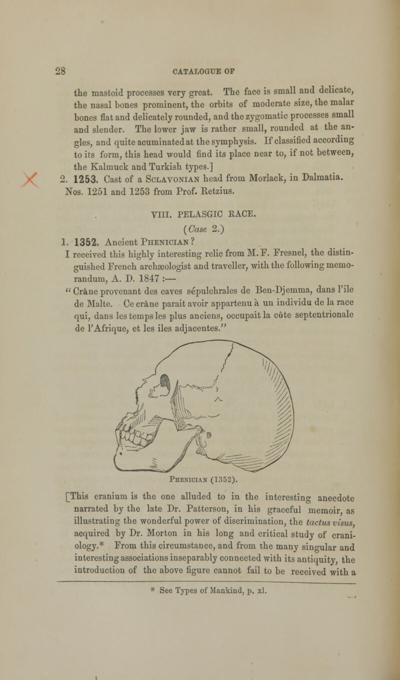 the mastoid processes very great. The face is small and delicate, the nasal bones prominent, the orbits of moderate size, the malar bones flat and delicately rounded, and the zygomatic processes small and slender. The lower jaw is rather small, rounded at the an- gles, and quite acuminated at the symphysis. If classified according to its form, this head would find its place near to, if not between, the Kalmuck and Turkish types.] 2. 1253. Cast of a Sclavonian head from Morlack, in Dalmatia. Nos. 1251 and 1253 from Prof. Retzius. VIII. PELASGIC RACE. (Case 2.) 1. 1352. Ancient Phenician ? I received this highly interesting relic from M. F. Fresnel, the distin- guished French archaeologist and traveller, with the following memo- randum, A. D. 1847 :—  Crane provenant des caves sepulchrales de Ben-Djemma, dans l'ile de Malte. Ce crane parait avoir appartenu a un individu de la race qui, dans les temps les plus anciens, occupaitla cote septentrionale de l'Afrique, et les iles adjacentes. Phenician (1352). [This cranium is the one alluded to in the interesting anecdote narrated by the late Dr. Patterson, in his graceful memoir as illustrating the wonderful power of discrimination, the tactus visus acquired by Dr. Morton in his long and critical study of crani- ology.* From this circumstance, and from the many singular and interesting associations inseparably connected with its antiquity the introduction of the above figure cannot fail to be received with a * See Types of Mankind, p. xl.