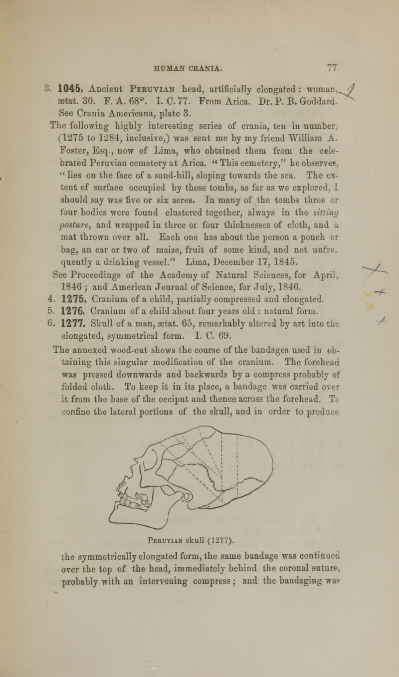 3. 1045, Ancient Peruvian head, artificially elongated : woman,^^ aetat. 30. F. A. 68°. I. C 77. From Arica. Dr. P. B. Goddard.^ See Crania Americana, plate 3. The following highly interesting series of crania, ten in number. (1275 to 1284, inclusive,) was sent me by my friend William A. Foster, Esq., now of Lima, who obtained them from the cele- brated Peruvian cemetery at Arica. u This cemetery, he observer  lies on the face of a sand-hill, sloping towards the sea. The ex- tent of surface occupied by these tombs, as far as we explored, 1 should say was five or six acres. In many of the tombs three or four bodies were found clustered together, always in the sitting posture, and wrapped in three or four thicknesses of cloth, and a mat thrown over all. Each one has about the person a pouch or bag, an ear or two of maize, fruit of some kind, and not unfre. quently a drinking vessel. Lima, December 17, 1845. See Proceedings of the Academy of Natural Sciences, for April, 1846 ; and American Journal of Science, for July, 1846. 4. 1275, Cranium of a child, partially compressed and elongated. 5. 1276. Cranium of a child about four years old : natural form. 6. 1277i Skull of a man, aetat. 65, remarkably altered by art into the elongated, symmetrical form. I. C. 69. The annexed wood-cut shows the course of the bandages used in ob- taining this singular modification of the cranium. The forehead was pressed downwards and backwards by a compress probably of folded cloth. To keep it in its place, a bandage was carried over it from the base of the occiput and thence across the forehead. To confine the lateral portions of the skull, and in order to produce Peruvian skull (1277). the symmetrically elongated form, the same bandage was continued over the top of the head, immediately behind the coronal suture, probably with an intervening compress; and the bandaging was ** -/■