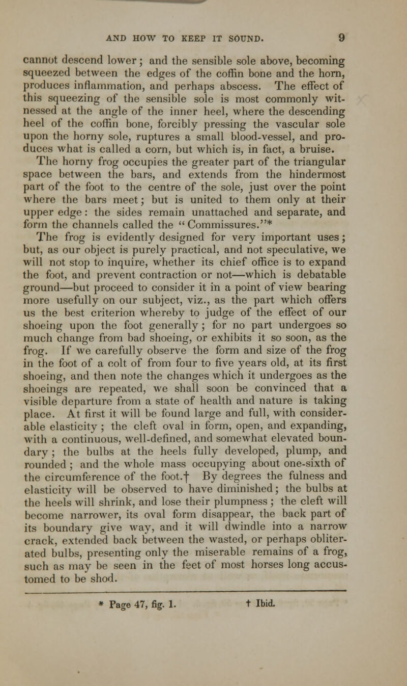 cannot descend lower; and the sensible sole above, becoming squeezed between the edges of the coffin bone and the horn, produces inflammation, and perhaps abscess. The effect of this squeezing of the sensible sole is most commonly wit- nessed at the angle of the inner heel, where the descending heel of the coffin bone, forcibly pressing the vascular sole upon the horny sole, ruptures a small blood-vessel, and pro- duces what is called a corn, but which is, in fact, a bruise. The horny frog occupies the greater part of the triangular space between the bars, and extends from the hindermost part of the foot to the centre of the sole, just over the point where the bars meet; but is united to them only at their upper edge: the sides remain unattached and separate, and form the channels called the  Commissures.* The frog is evidently designed for very important uses; but, as our object is purely practical, and not speculative, we will not stop to inquire, whether its chief office is to expand the foot, and prevent contraction or not—which is debatable ground—but proceed to consider it in a point of view bearing more usefully on our subject, viz., as the part which offers us the best criterion whereby to judge of the effect of our shoeing upon the foot generally; for no part undergoes so much change from bad shoeing, or exhibits it so soon, as the frog. If we carefully observe the form and size of the frog in the foot of a colt of from four to five years old, at its first shoeing, and then note the changes which it undergoes as the shoeings are repeated, we shall soon be convinced that a visible departure from a state of health and nature is taking place. At first it will be found large and full, with consider- able elasticity ; the cleft oval in form, open, and expanding, with a continuous, well-defined, and somewhat elevated boun- darv ; the bulbs at the heels fully developed, plump, and rounded ; and the whole mass occupying about one-sixth of the circumference of the foot.f By degrees the fulness and elasticity will be observed to have diminished; the bulbs at the heels will shrink, and lose their plumpness ; the cleft will become narrower, its oval form disappear, the back part of its boundary give way, and it will dwindle into a narrow crack, extended back between the wasted, or perhaps obliter- ated bulbs, presenting only the miserable remains of a frog, such as may be seen in the feet of most horses long accus- tomed to be shod.