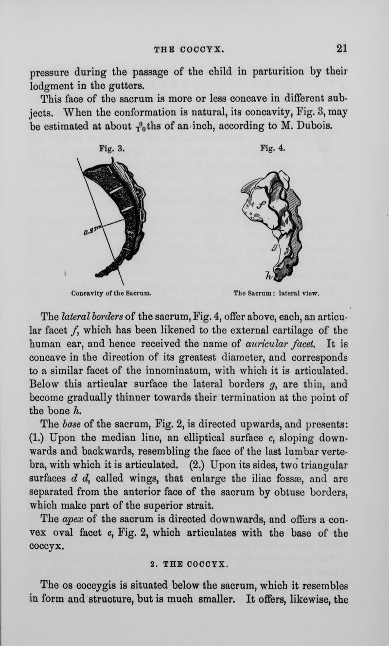 pressure during the passage of the child in parturition by their lodgment in the gutters. This face of the sacrum is more or less concave in different sub- jects. When the conformation is natural, its concavity, Fig. 3, may be estimated at about TVhs of an inch, according to M. Dubois. Fig. 4. Concavity of the Sacrum. The Sacrum : lateral view. The lateral borders of the sacrum, Fig. 4, offer above, each, an articu- lar facet /, which has been likened to the external cartilage of the human ear, and hence received the name of auricular facet. It is concave in the direction of its greatest diameter, and corresponds to a similar facet of the innominatum, with which it is articulated. Below this articular surface the lateral borders g, are thin, and become gradually thinner towards their termination at the point of the bone h. The base of the sacrum, Fig. 2, is directed upwards, and presents: (1.) Upon the median line, an elliptical surface c, sloping down- wards and backwards, resembling the face of the last lumbar verte- bra, with which it is articulated. (2.) Upon its sides, two triangular surfaces d d, called wings, that enlarge the iliac fossae, and are separated from the anterior face of the sacrum by obtuse borders, which make part of the superior strait. The apex of the sacrum is directed downwards, and offers a con- vex oval facet e, Fig. 2, which articulates with the base of the coccyx. 2. THE COCCYX. The os coccygis is situated below the sacrum, which it resembles in form and structure, but is much smaller. It offers, likewise, the