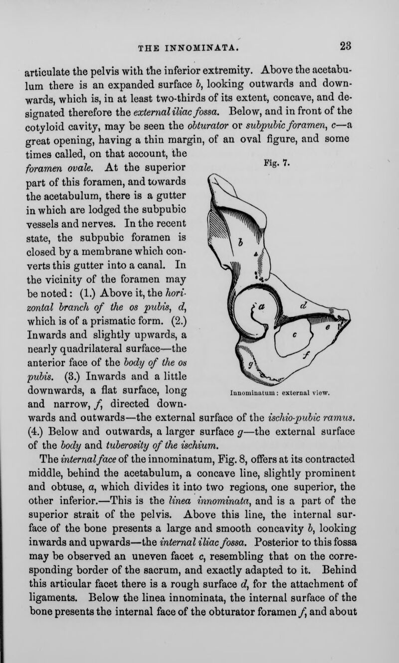 THE INNOMINATA. articulate the pelvis with the inferior extremity. Above the acetabu- lum there is an expanded surface b, looking outwards and down- wards, which is, in at least two-thirds of its extent, concave, and de- signated therefore the external iliac fossa. Below, and in front of the cotyloid cavity, may be seen the obturator or subpubic foramen, c—a great opening, having a thin margin, of an oval figure, and some times called, on that account, the foramen ovale. At the superior part of this foramen, and towards the acetabulum, there is a gutter in which are lodged the subpubic vessels and nerves. In the recent state, the subpubic foramen is closed by a membrane which con- verts this gutter into a canal. In the vicinity of the foramen may be noted: (1.) Above it, the hori- zontal branch of the os pubis, d, which is of a prismatic form. (2.) Inwards and slightly upwards, a nearly quadrilateral surface—the anterior face of the body of the os pubis. (3.) Inwards and a little downwards, a flat surface, long and narrow, /, directed down- wards and outwards—the external surface of the ischio-pubic ramus. (4.) Below and outwards, a larger surface g—the external surface of the body and tuberosity of the ischium. The internal face of the innominatum, Fig. 8, offers at its contracted middle, behind the acetabulum, a concave line, slightly prominent and obtuse, a, which divides it into two regions, one superior, the other inferior.—This is the linea innominata, and is a part of the superior strait of the pelvis. Above this line, the internal sur- face of the bone presents a large and smooth concavity b, looking inwards and upwards—the internal iliac fossa. Posterior to this fossa may be observed an uneven facet c, resembling that on the corre- sponding border of the sacrum, and exactly adapted to it. Behind this articular facet there is a rough surface d, for the attachment of ligaments. Below the linea innominata, the internal surface of the bone presents the internal face of the obturator foramen/, and about Innominatum: external view.