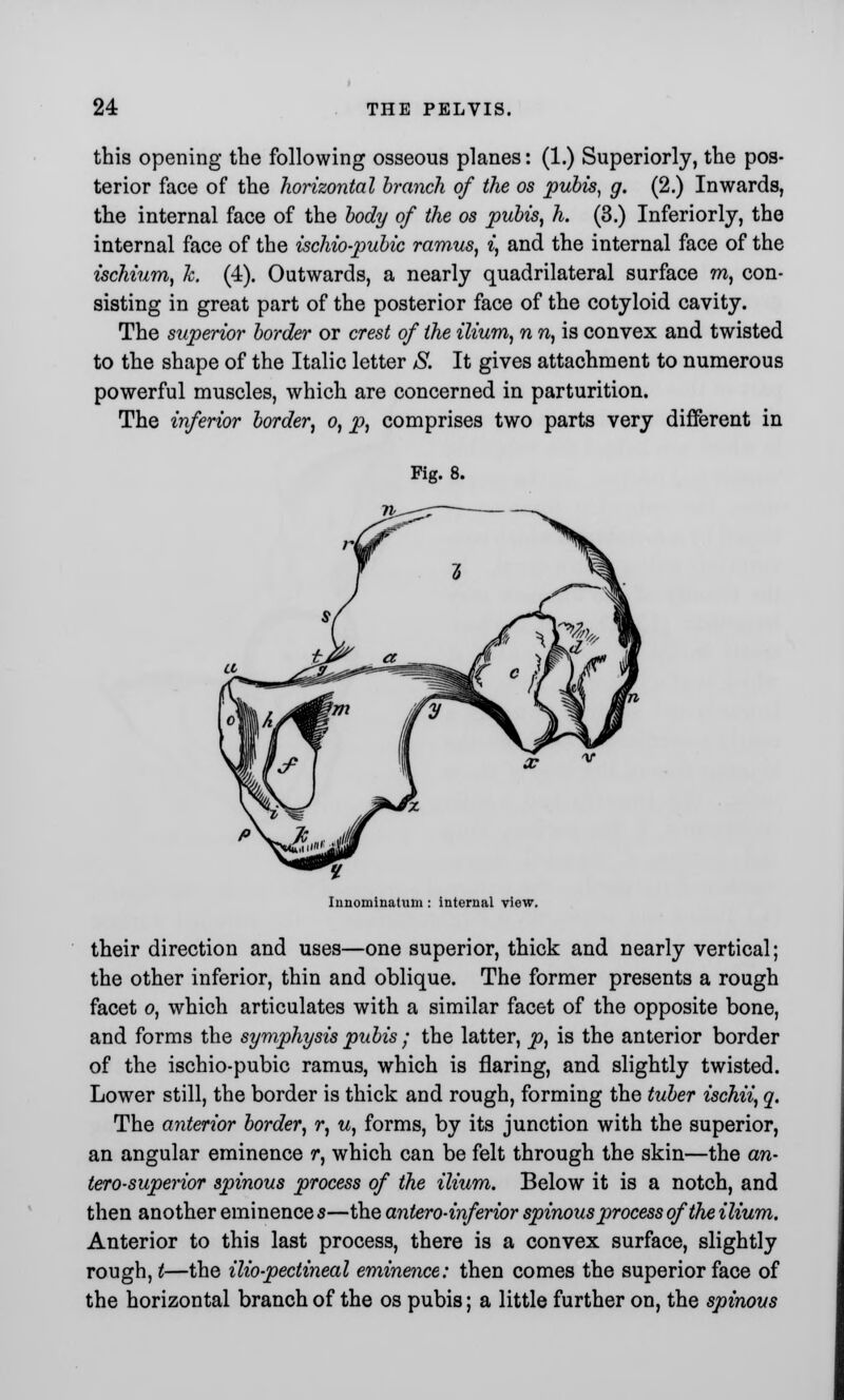 this opening the following osseous planes: (1.) Superiorly, the pos- terior face of the horizontal branch of the os pubis, g. (2.) Inwards, the internal face of the body of the os pubis, h. (3.) Inferiorly, the internal face of the ischio-pubic ramus, i, and the internal face of the ischium, h. (4). Outwards, a nearly quadrilateral surface m, con- sisting in great part of the posterior face of the cotyloid cavity. The superior border or crest of the ilium, n n, is convex and twisted to the shape of the Italic letter S. It gives attachment to numerous powerful muscles, which are concerned in parturition. The inferior border, o, p, comprises two parts very different in Fig. 8. Innominatum : internal view. their direction and uses—one superior, thick and nearly vertical; the other inferior, thin and oblique. The former presents a rough facet o, which articulates with a similar facet of the opposite bone, and forms the symphysis pubis ; the latter, p, is the anterior border of the ischio-pubic ramus, which is flaring, and slightly twisted. Lower still, the border is thick and rough, forming the tuber ischii, q. The anterior border, r, u, forms, by its junction with the superior, an angular eminence r, which can be felt through the skin—the an- tero-superior spinous process of the ilium. Below it is a notch, and then another eminence s—the anteroinferior spinous process of the ilium. Anterior to this last process, there is a convex surface, slightly rough, t—the ilio-pectineal eminence: then comes the superior face of the horizontal branch of the os pubis; a little further on, the spinous