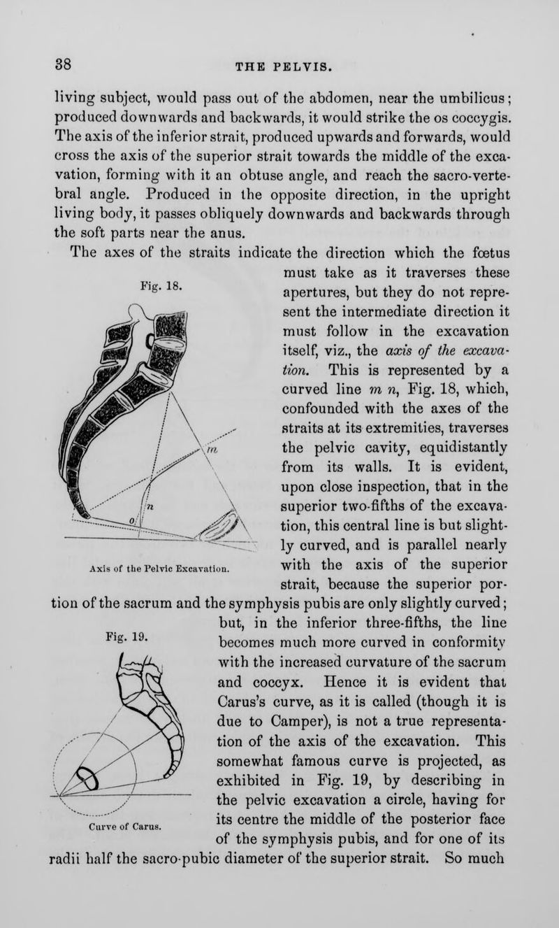 Fig. 18. living subject, would pass out of the abdomen, near the umbilicus; produced downwards and backwards, it would strike the os coccygis. The axis of the inferior strait, produced upwards and forwards, would cross the axis of the superior strait towards the middle of the exca- vation, forming with it an obtuse angle, and reach the sacro-verte- bral angle. Produced in the opposite direction, in the upright living body, it passes obliquely downwards and backwards through the soft parts near the anus. The axes of the straits indicate the direction which the foetus must take as it traverses these apertures, but they do not repre- sent the intermediate direction it must follow in the excavation itself, viz., the axis of the excava- tion. This is represented by a curved line m n, Fig. 18, which, confounded with the axes of the straits at its extremities, traverses the pelvic cavity, equidistantly from its walls. It is evident, upon close inspection, that in the superior two-fifths of the excava- tion, this central line is but slight- ly curved, and is parallel nearly with the axis of the superior strait, because the superior por- tion of the sacrum and the symphysis pubis are only slightly curved; but, in the inferior three-fifths, the line becomes much more curved in conformity with the increased curvature of the sacrum and coccyx. Hence it is evident that Carus's curve, as it is called (though it is due to Camper), is not a true representa- tion of the axis of the excavation. This somewhat famous curve is projected, as exhibited in Fig. 19, by describing in the pelvic excavation a circle, having for ••—' its centre the middle of the posterior face Curve of Carus. r of the symphysis pubis, and for one of its radii half the sacropubic diameter of the superior strait. So much Axis of the Pelvic Excavation. Fig. 19.